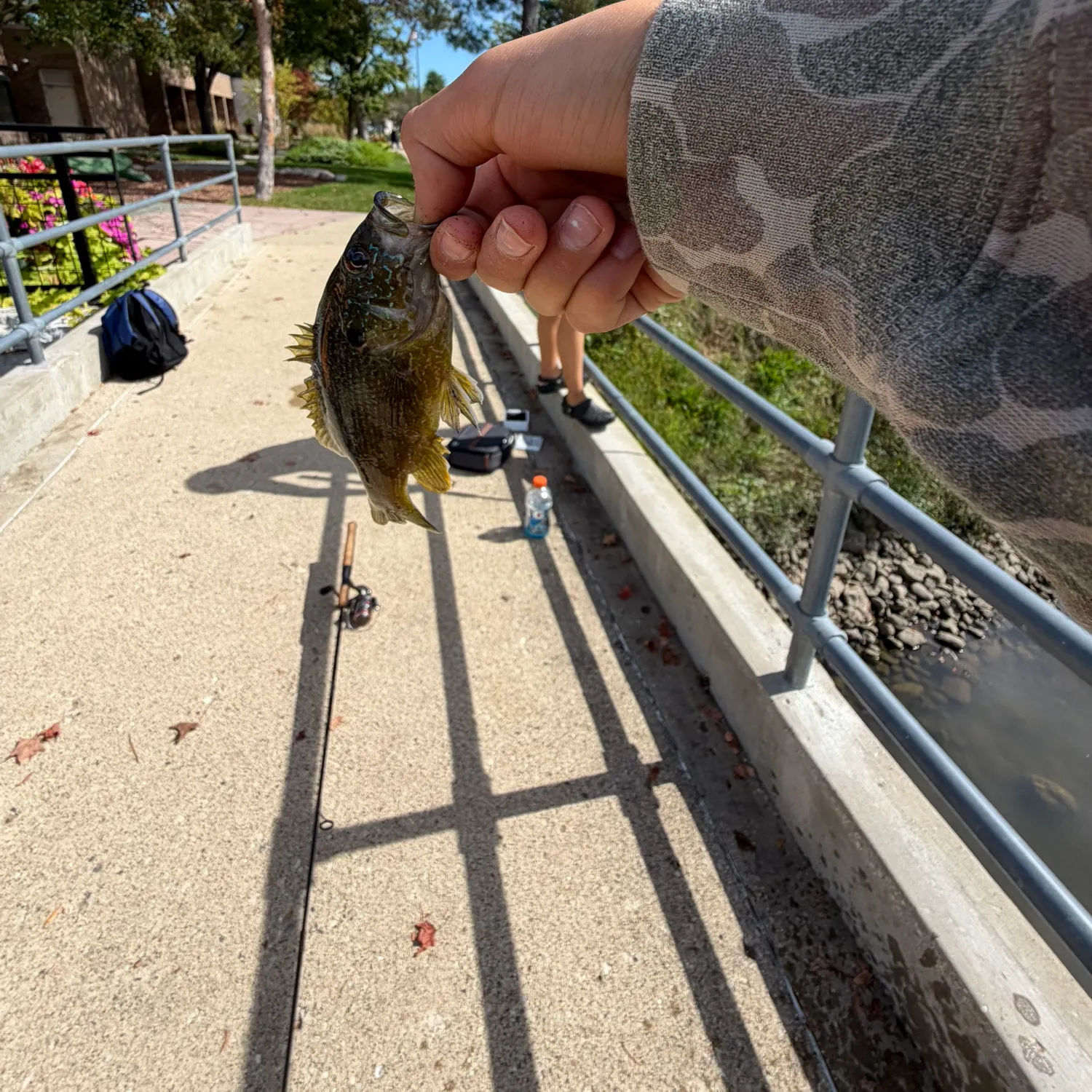 The most recent Dollar sunfish catches on Fishbrain