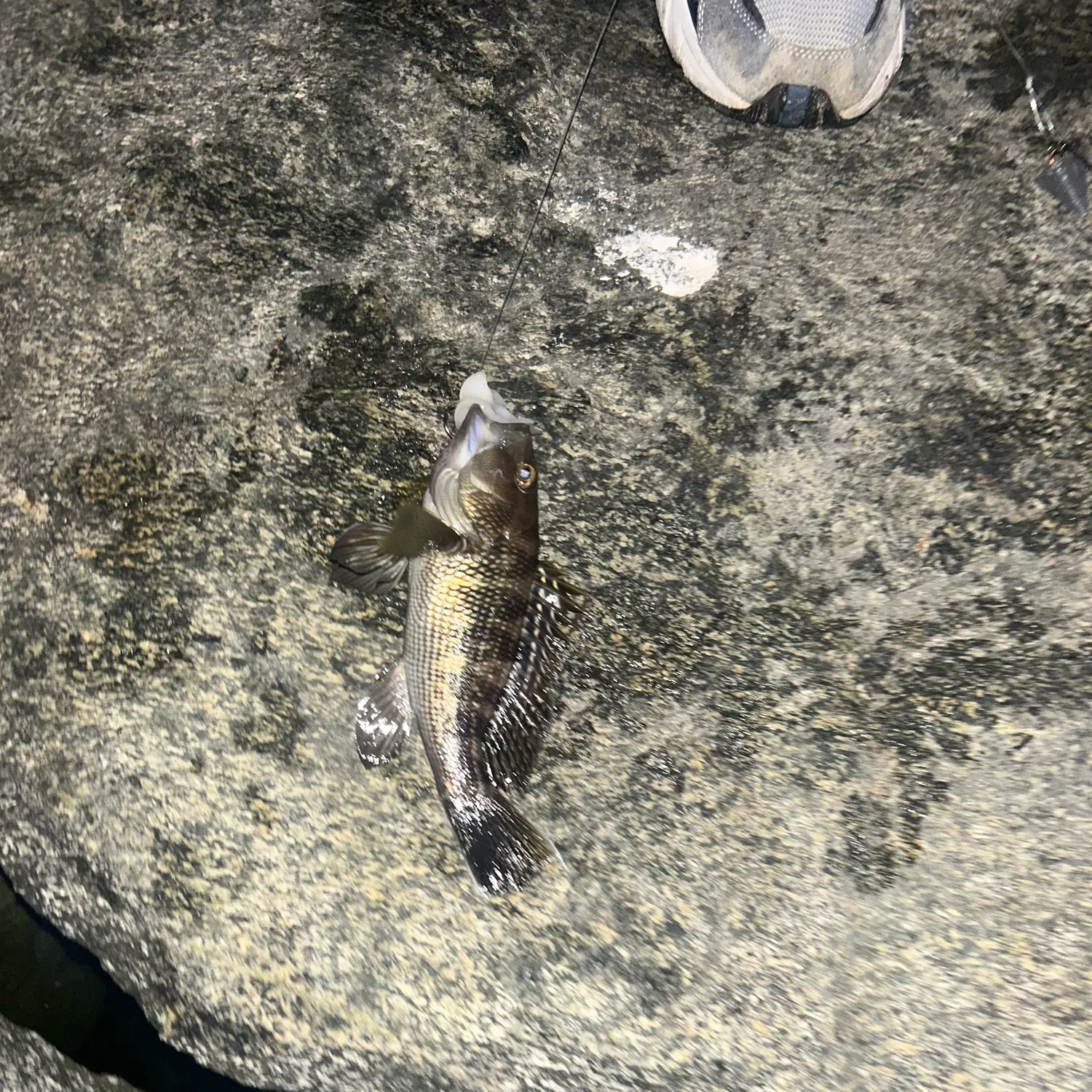 The most recent Lumptail searobin catches on Fishbrain