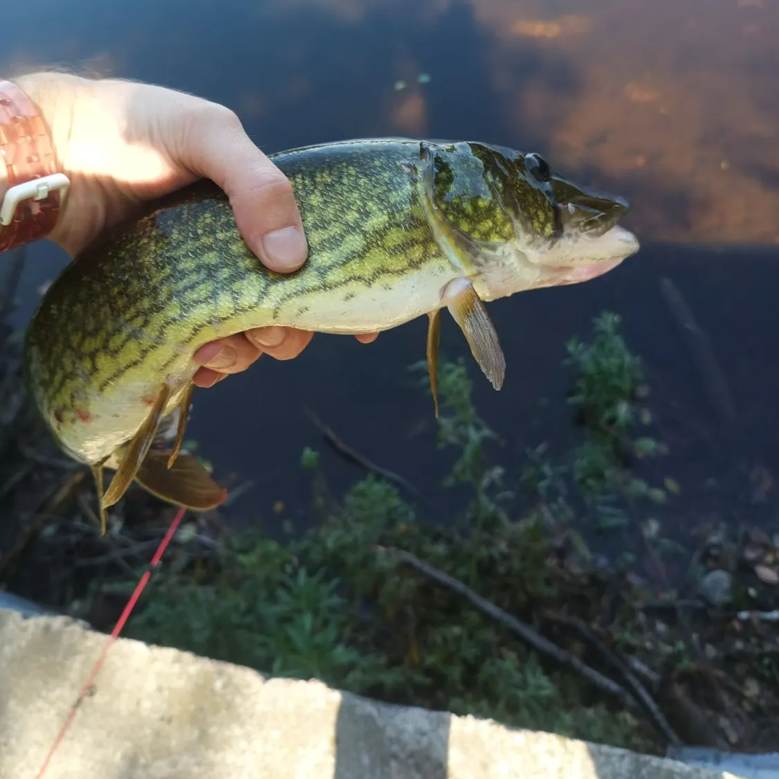 Chain pickerel caught on Fishbrain