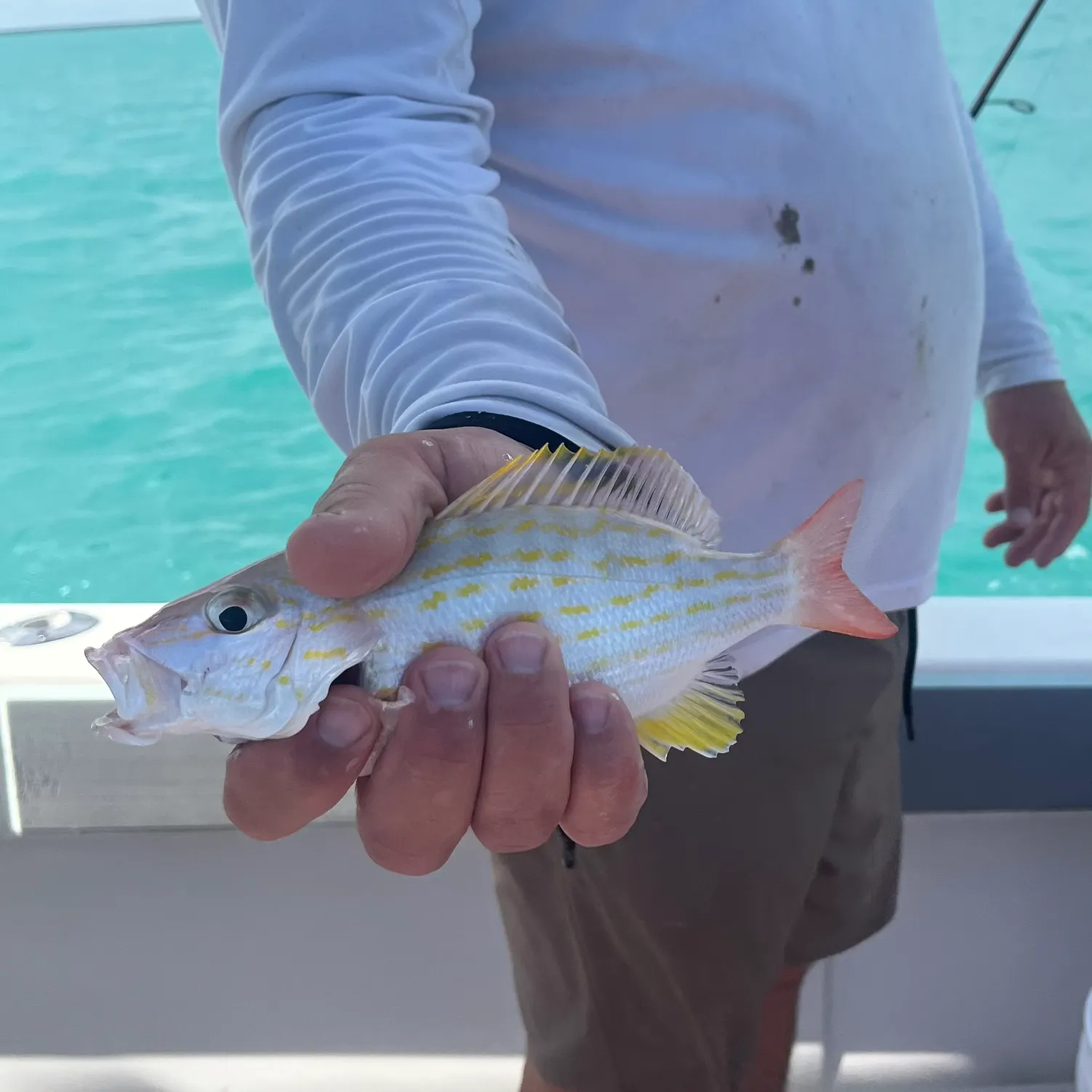 The most recent Lane snapper catches on Fishbrain