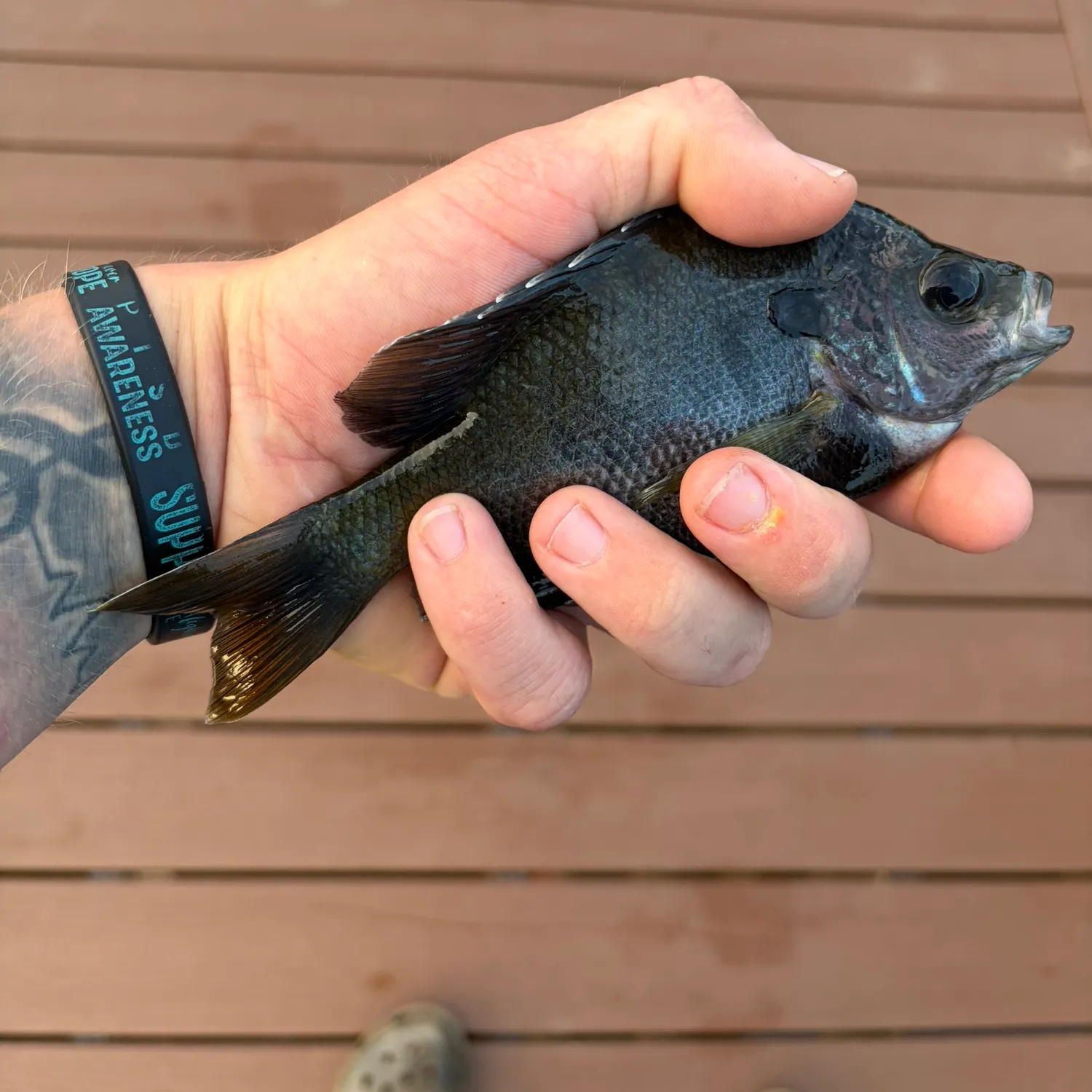recently logged catches