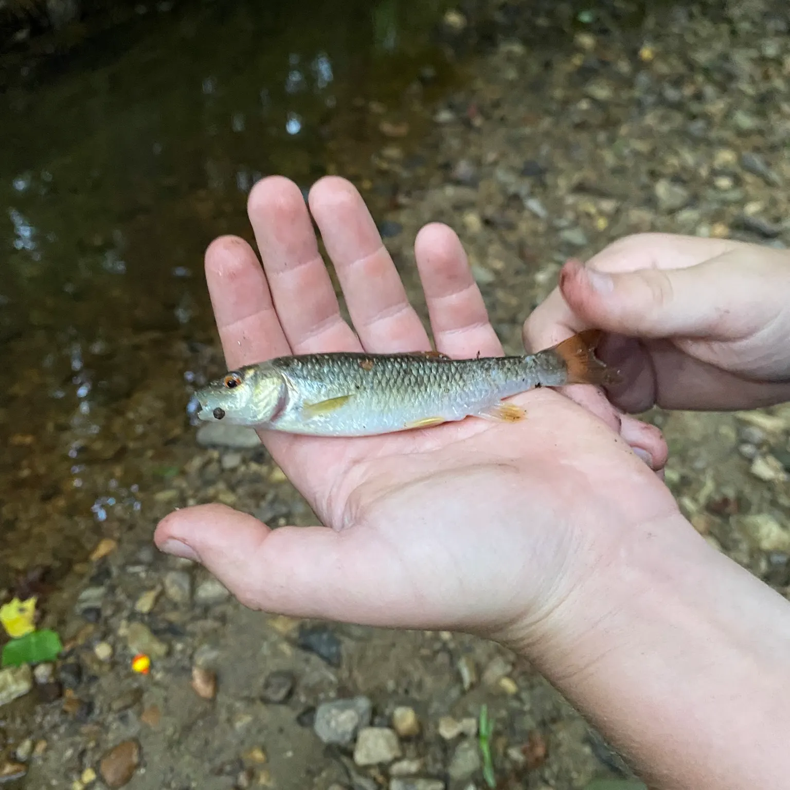 The most recent Redtail chub catches on Fishbrain