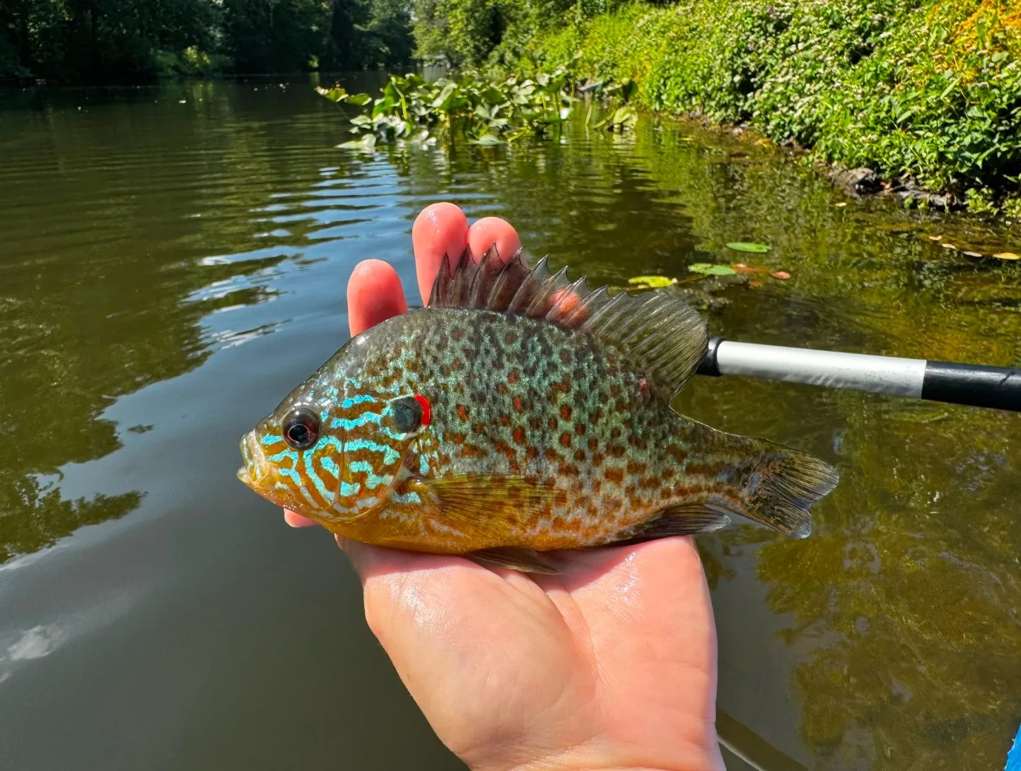 Longear sunfish