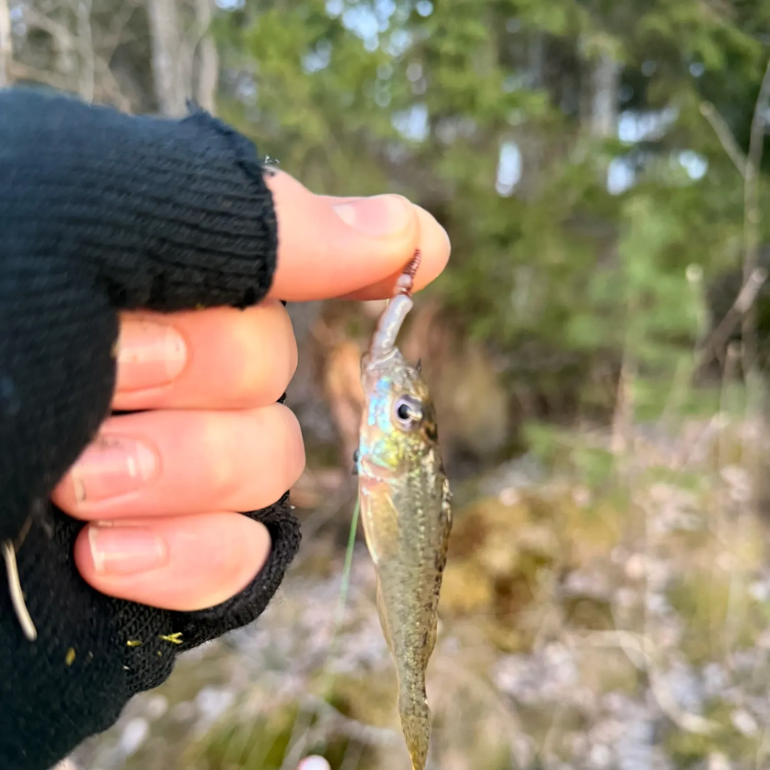 The most recent Schraetzer ruffe catches on Fishbrain