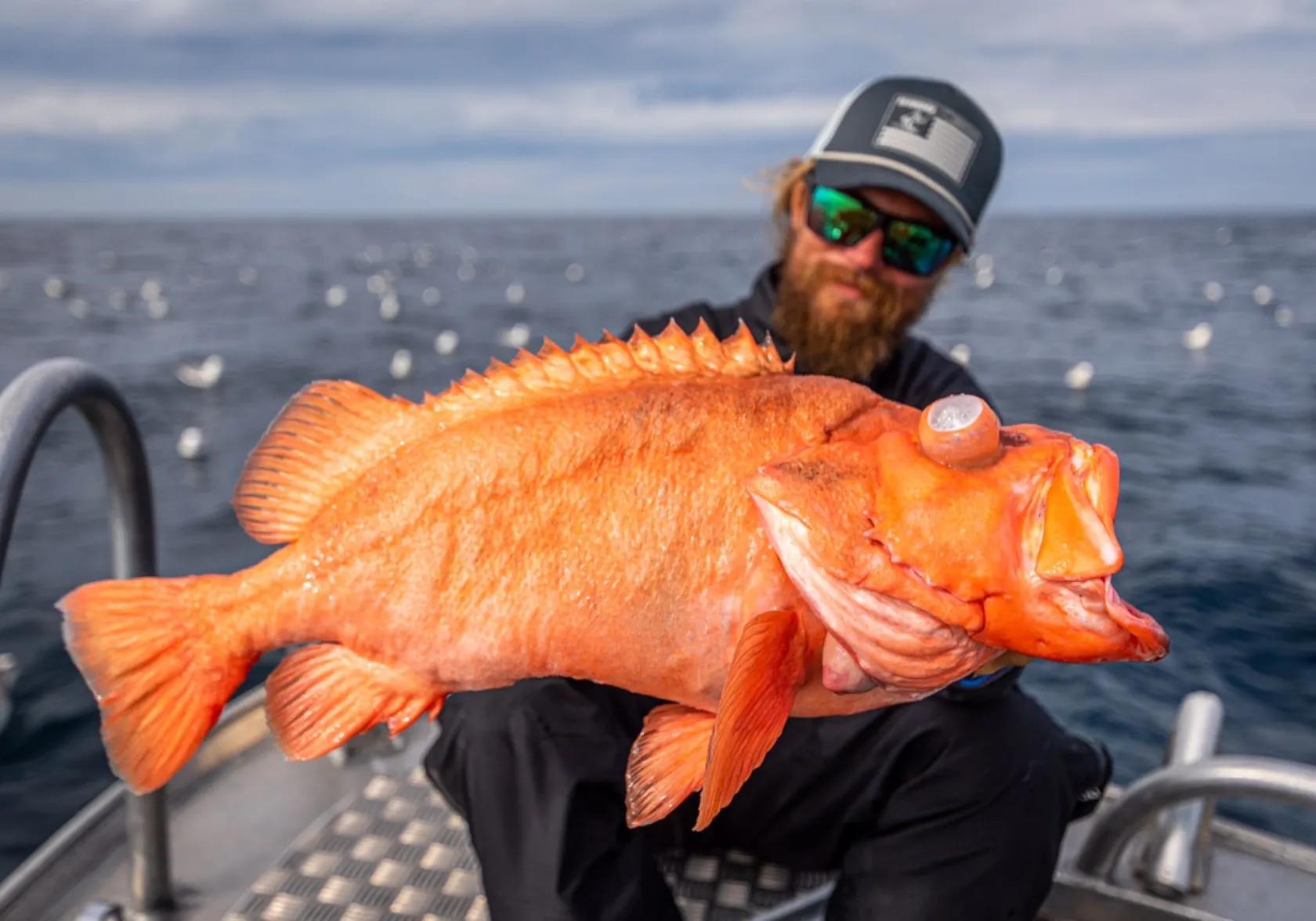 Atlantic ocean perch