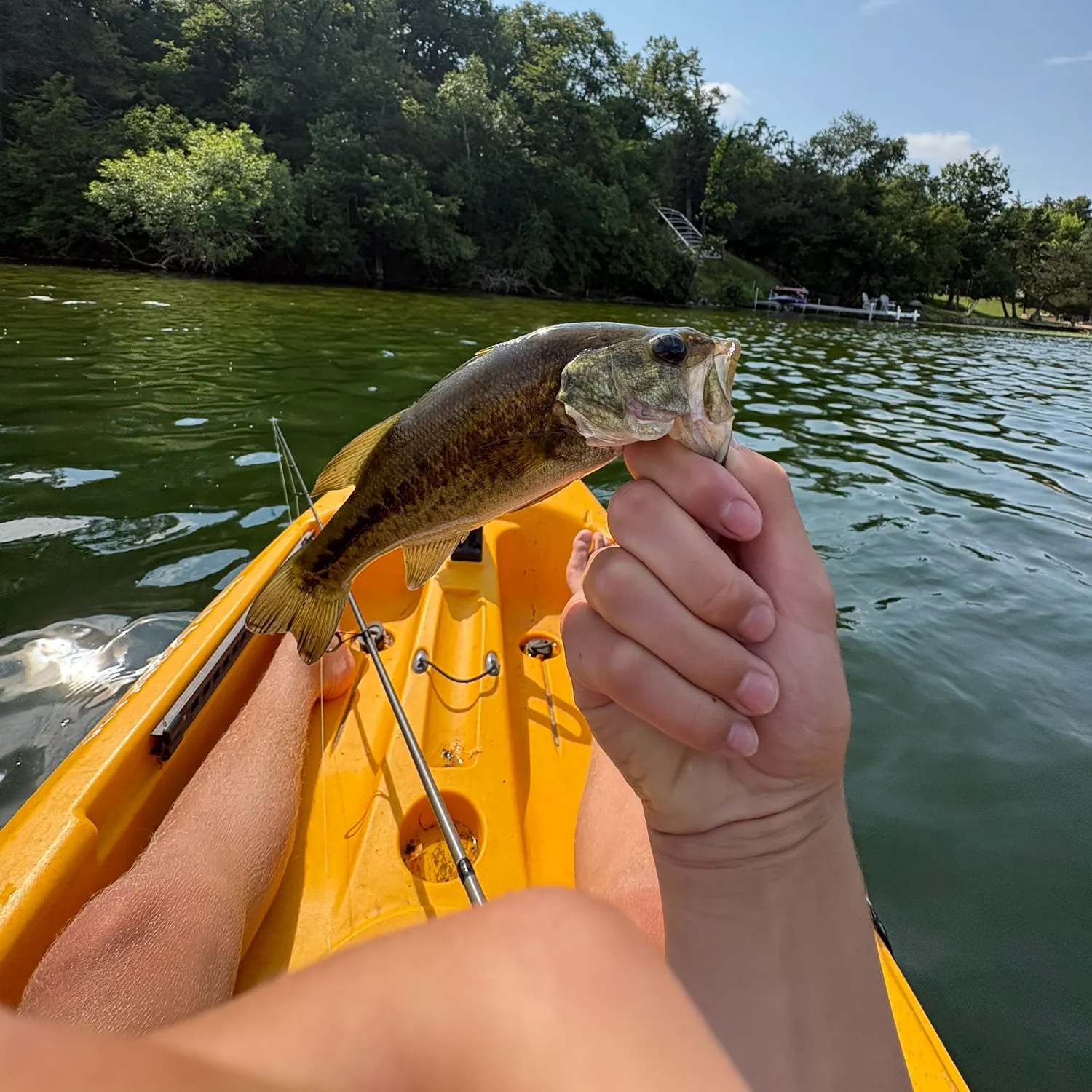 Largemouth bass caught on Fishbrain