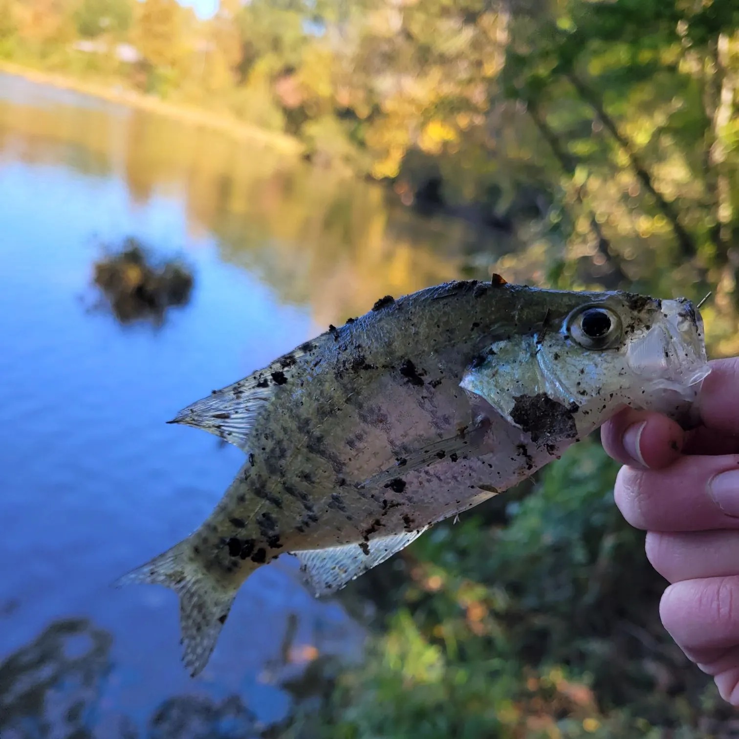 White crappie caught on Fishbrain