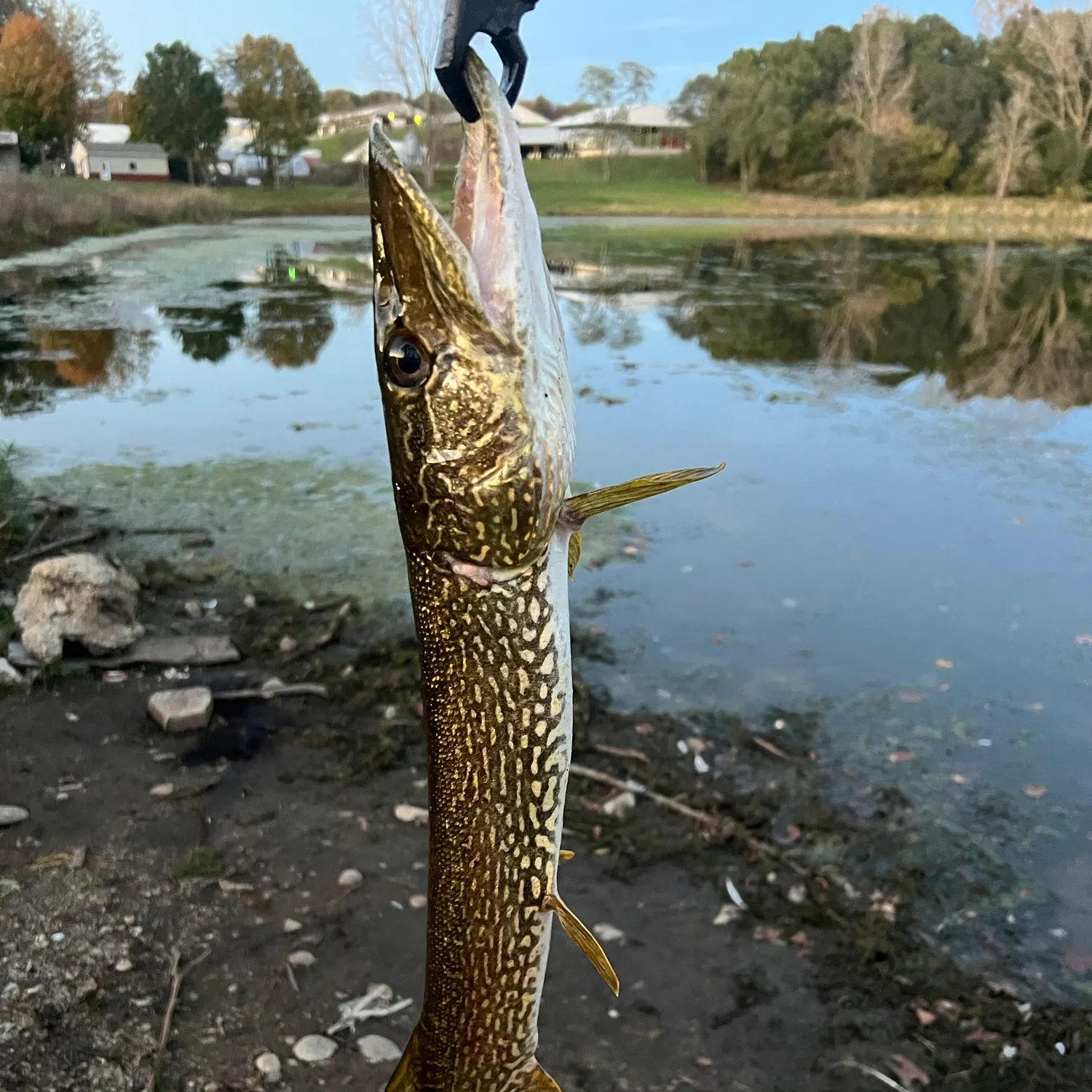Northern pike caught on Fishbrain
