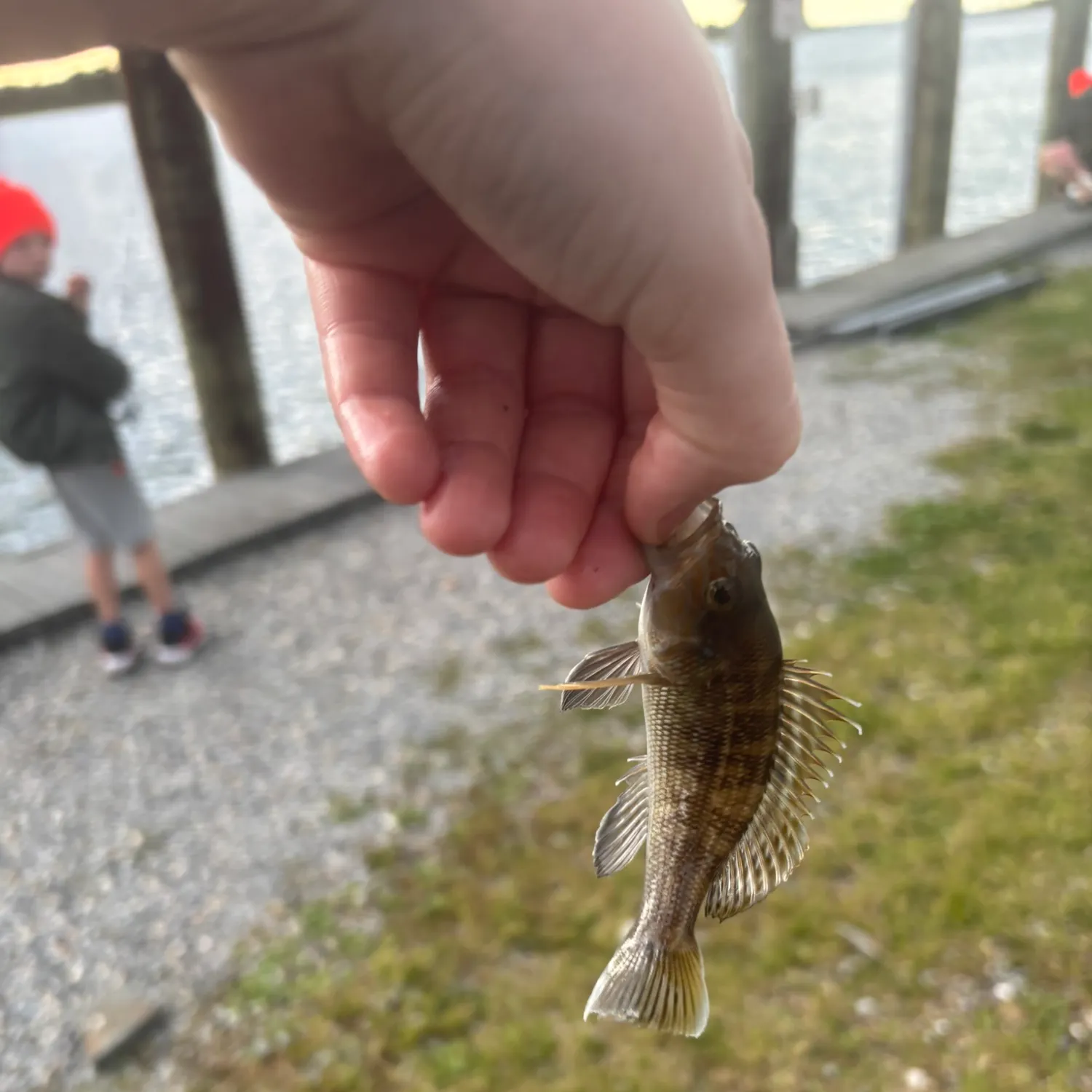 Black sea bass caught on Fishbrain