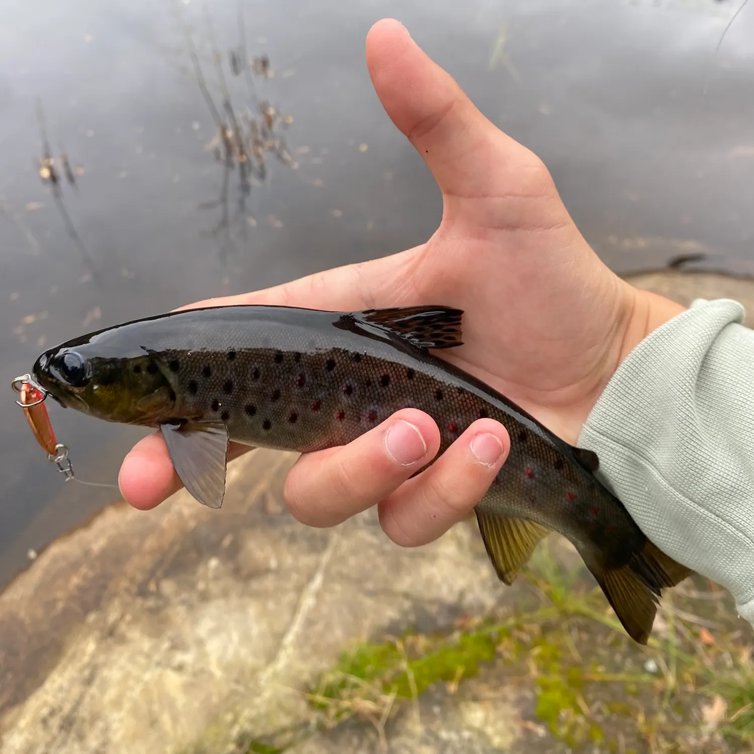 Brown trout caught on Fishbrain