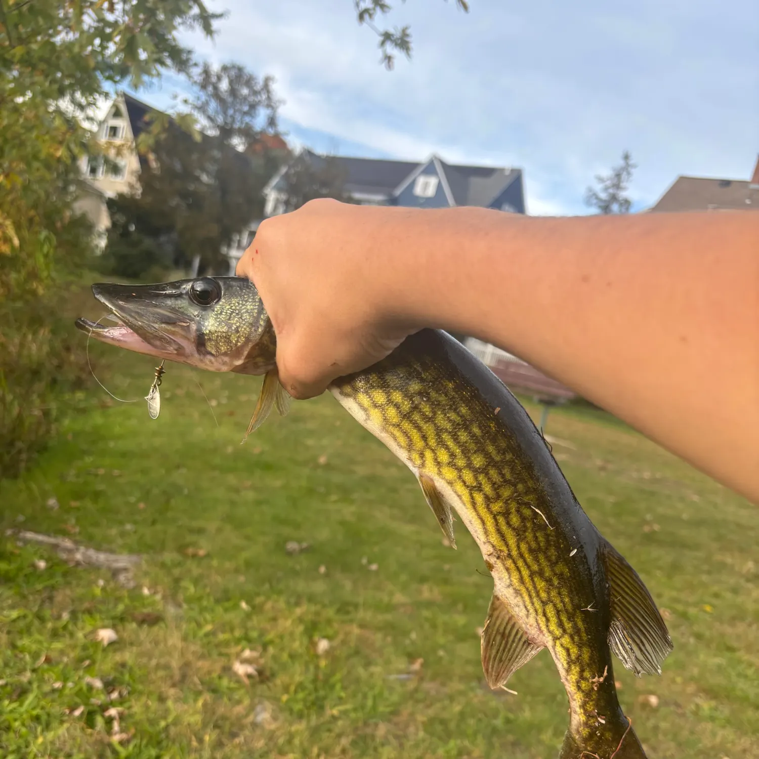 Chain pickerel caught on Fishbrain