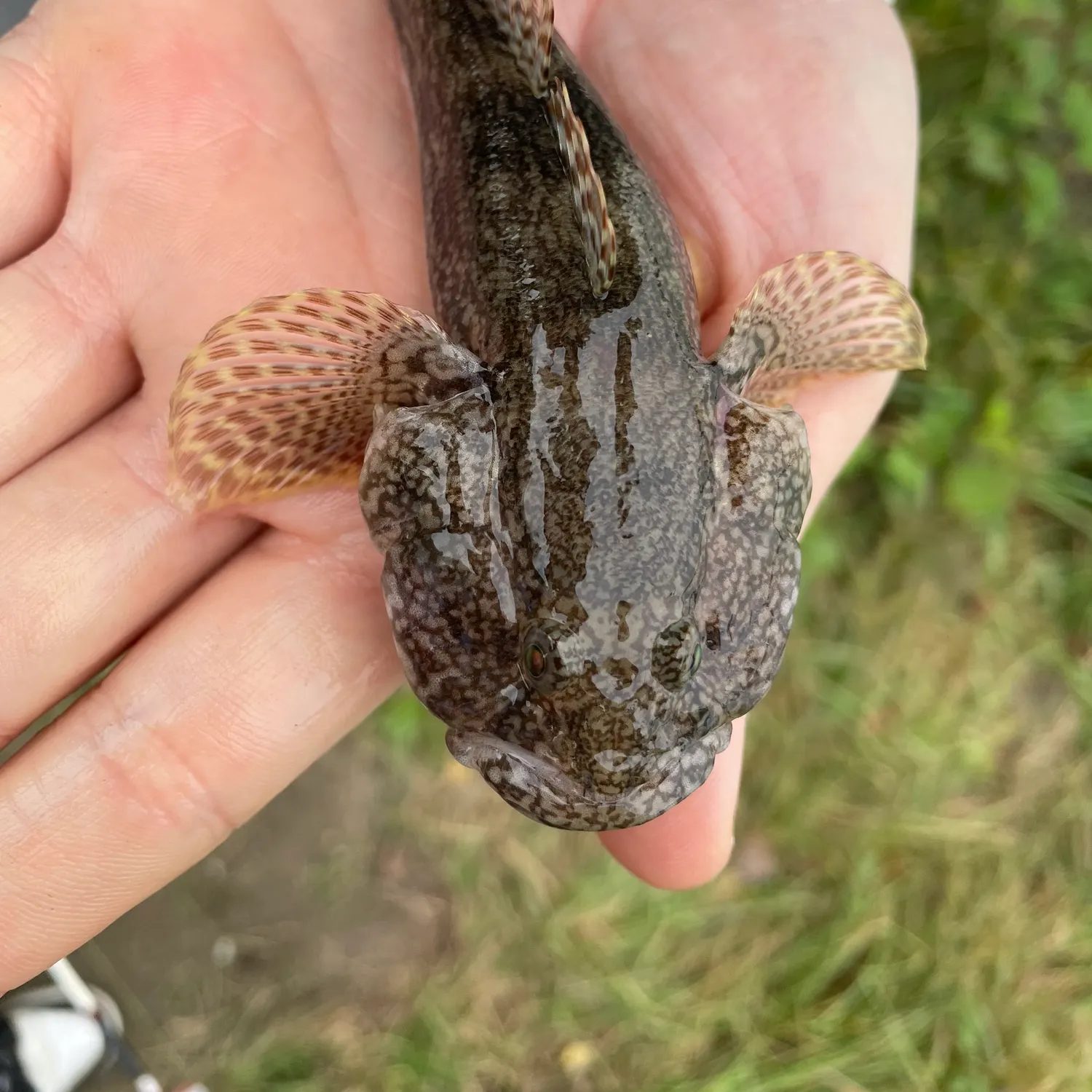 The most recent Round goby catches on Fishbrain