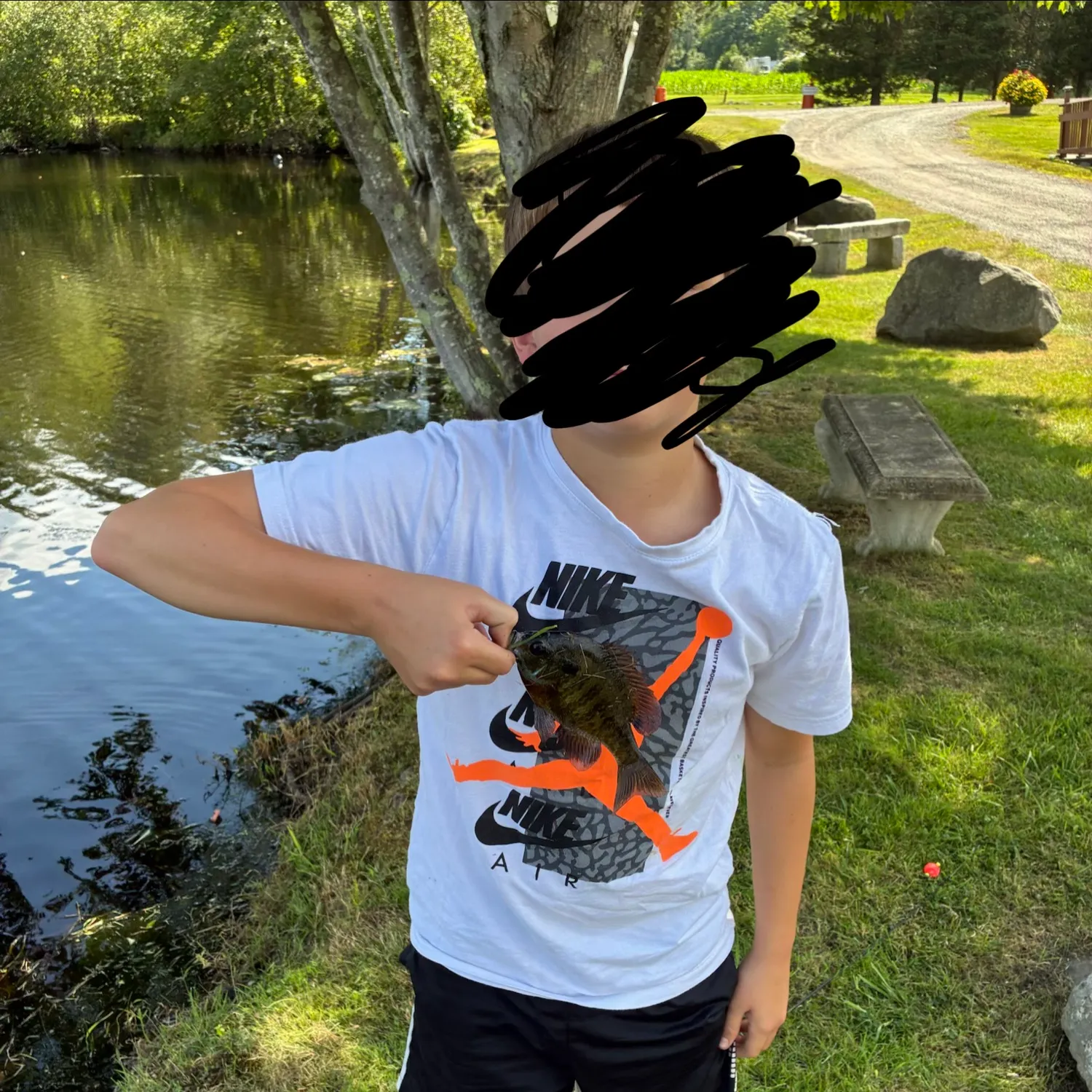 Bluegill caught on Fishbrain