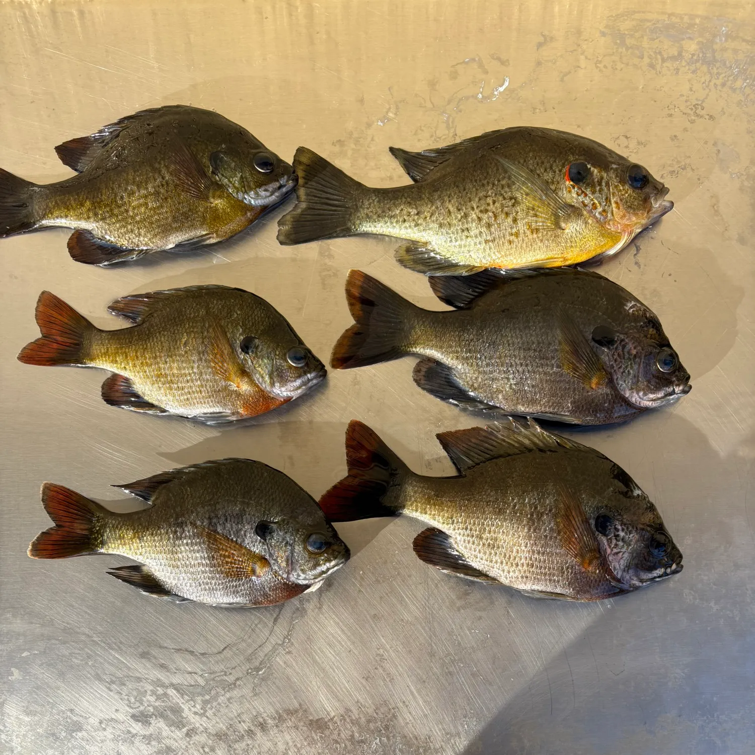 recently logged catches