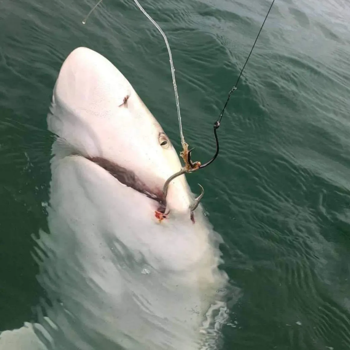 The most recent Shortfin mako shark catches on Fishbrain