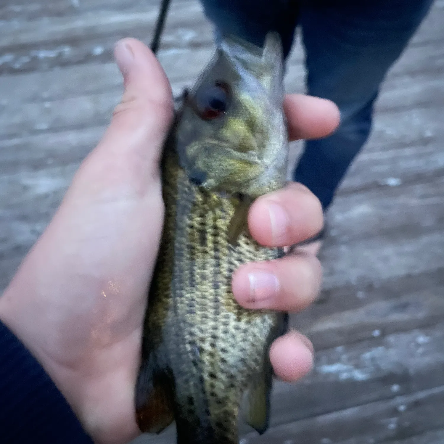 Rock bass caught on Fishbrain
