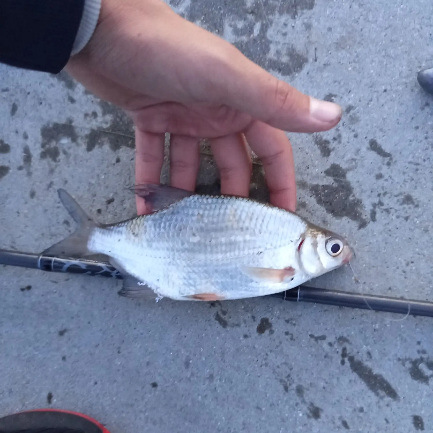 White bream caught on Fishbrain