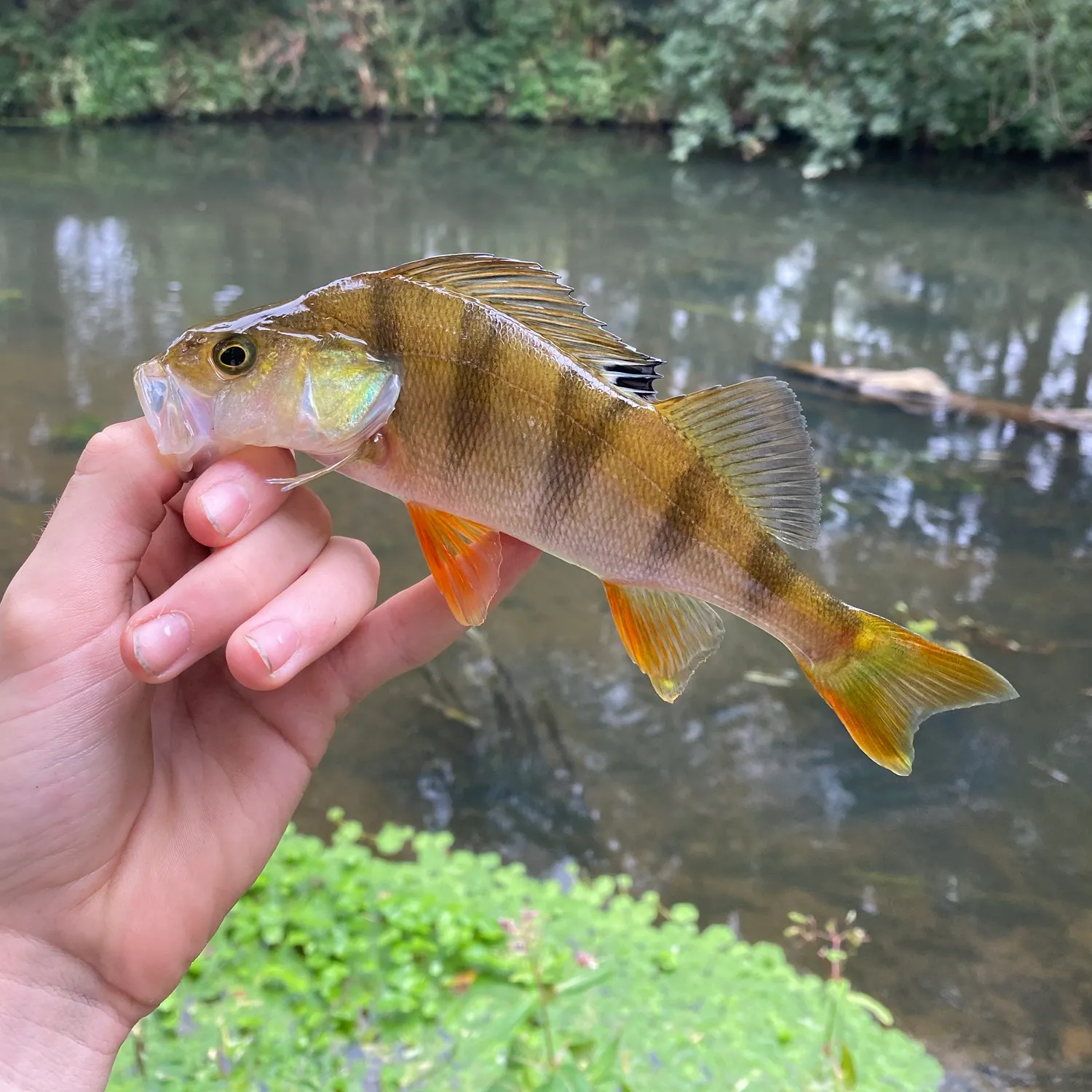 European perch caught on Fishbrain