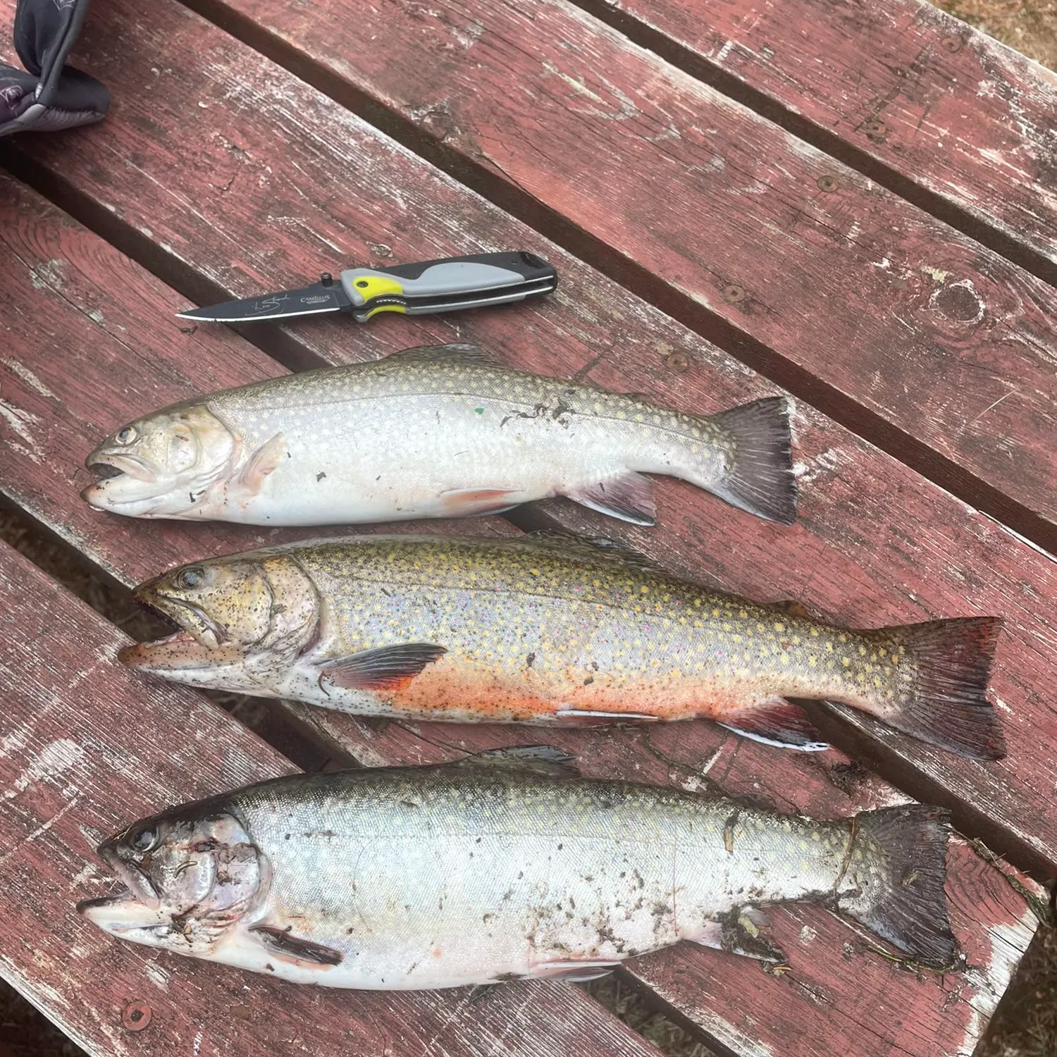 recently logged catches