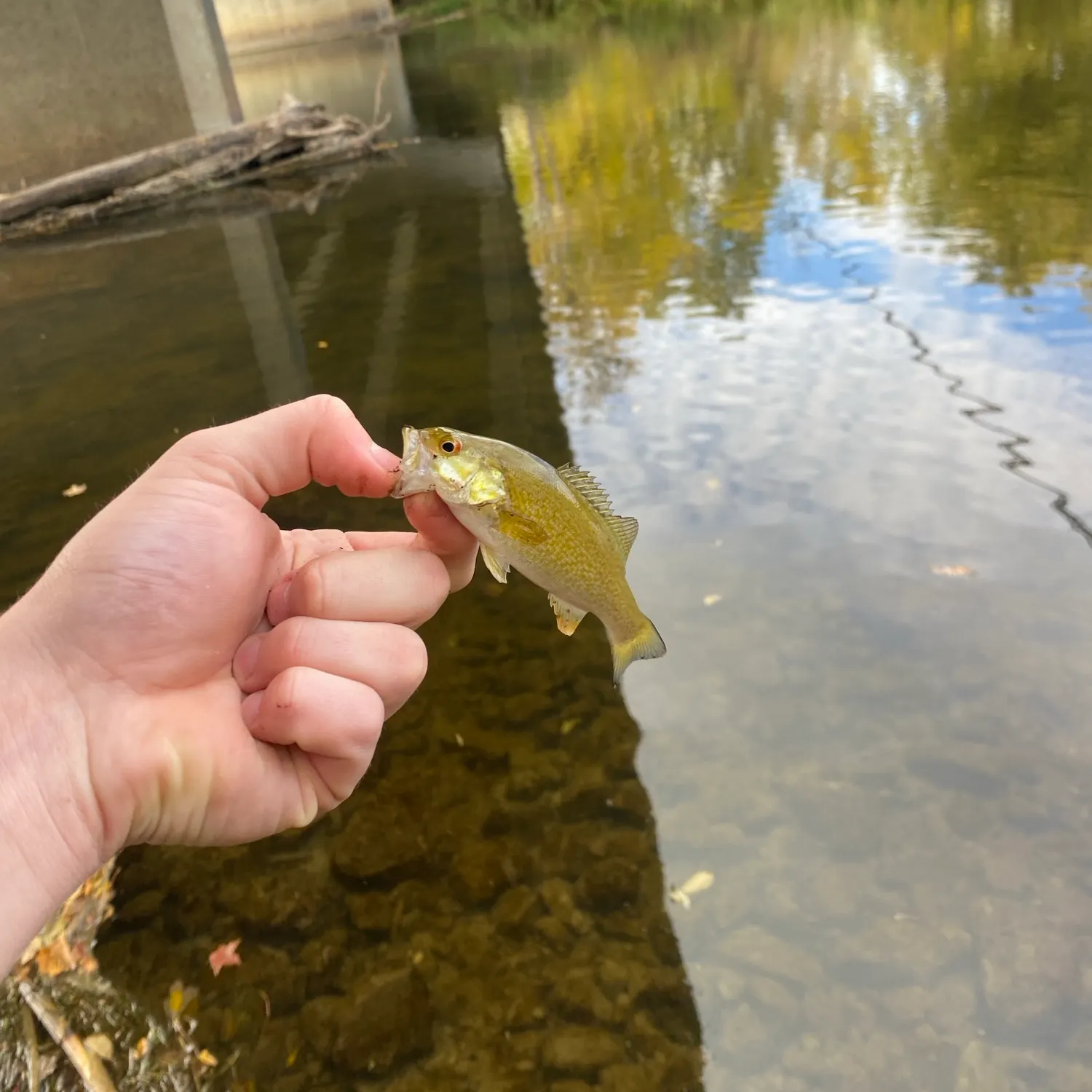 Smallmouth bass caught on Fishbrain