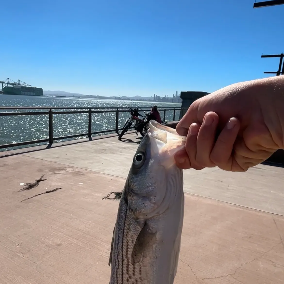 Striped bass caught on Fishbrain