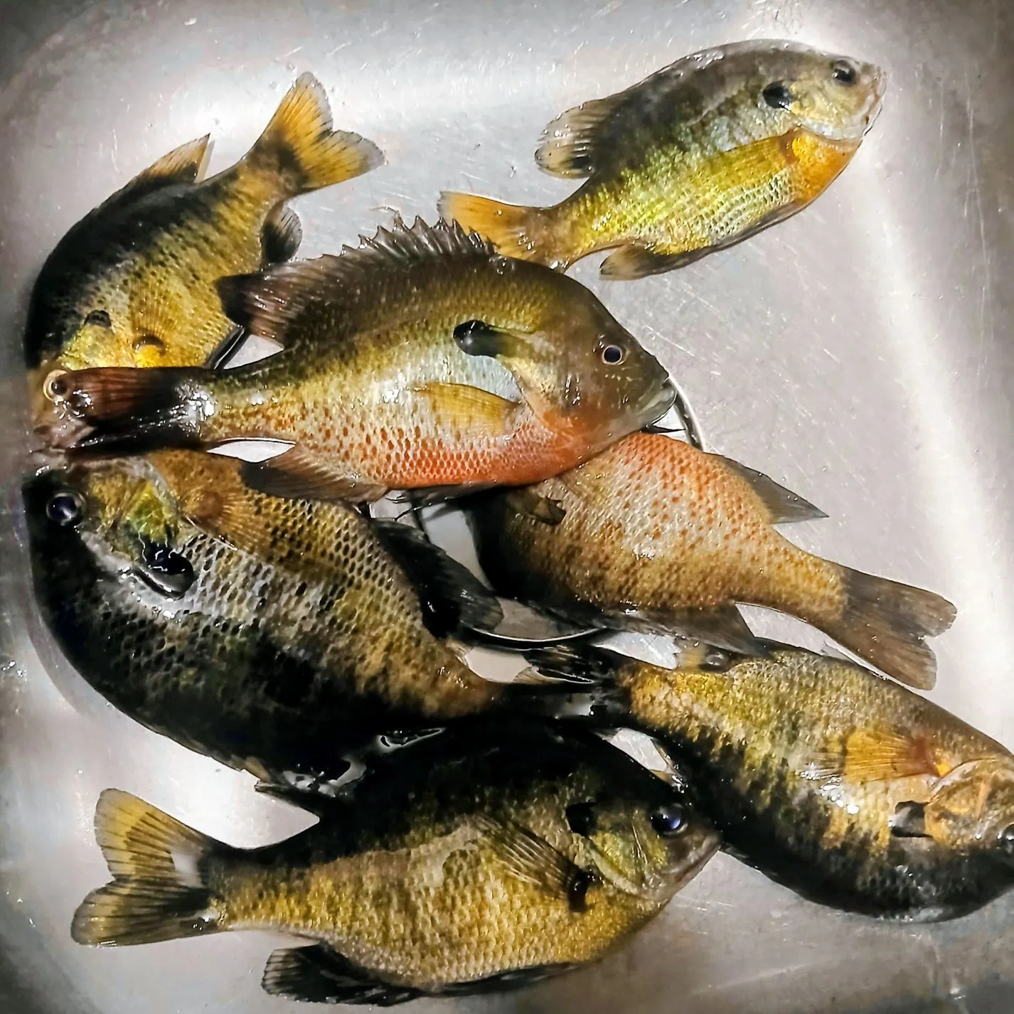 The most recent Picnic seabream catches on Fishbrain