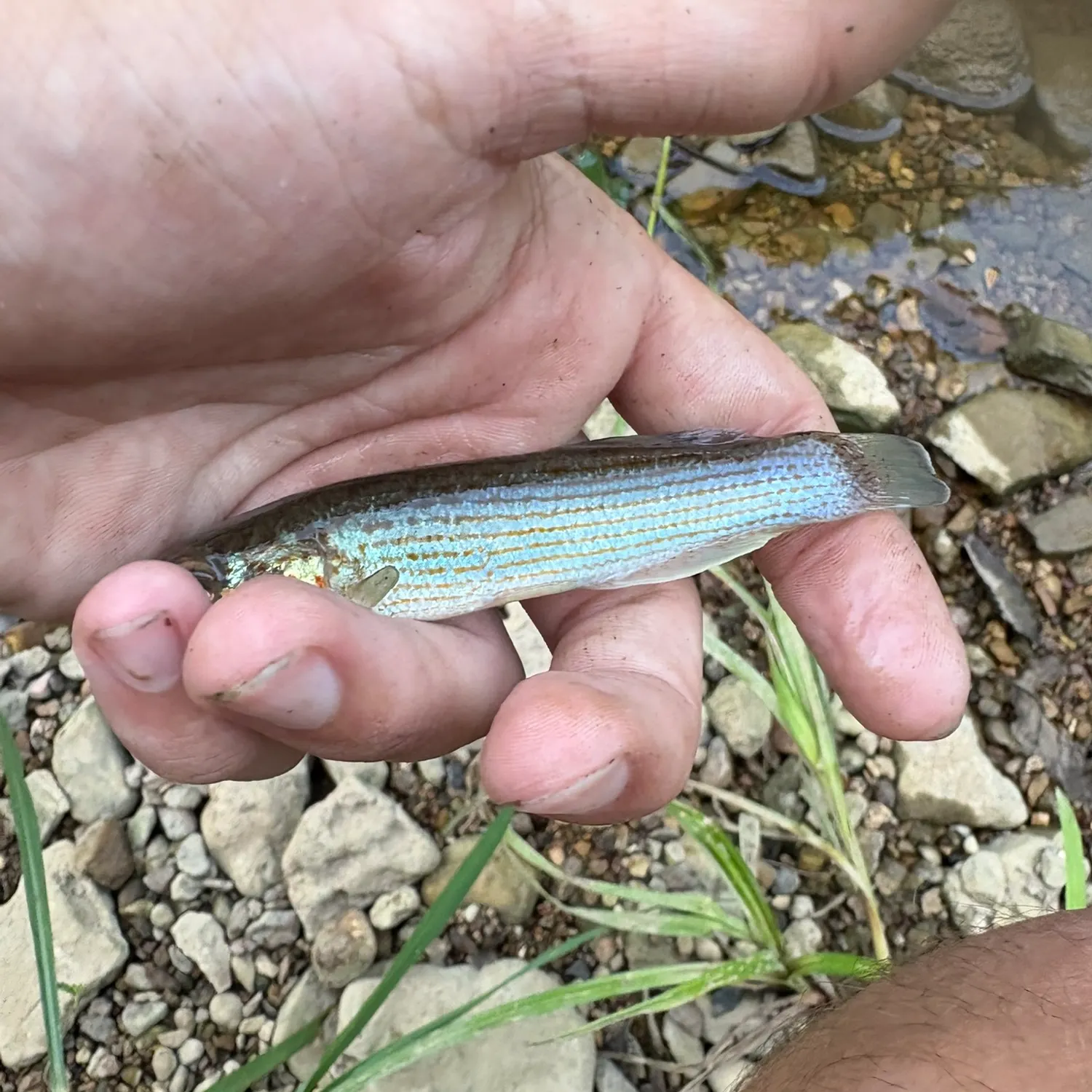 The most recent Disjunct studfish catches on Fishbrain