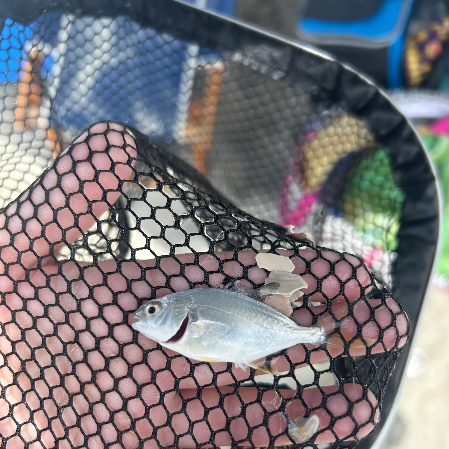 angler catch