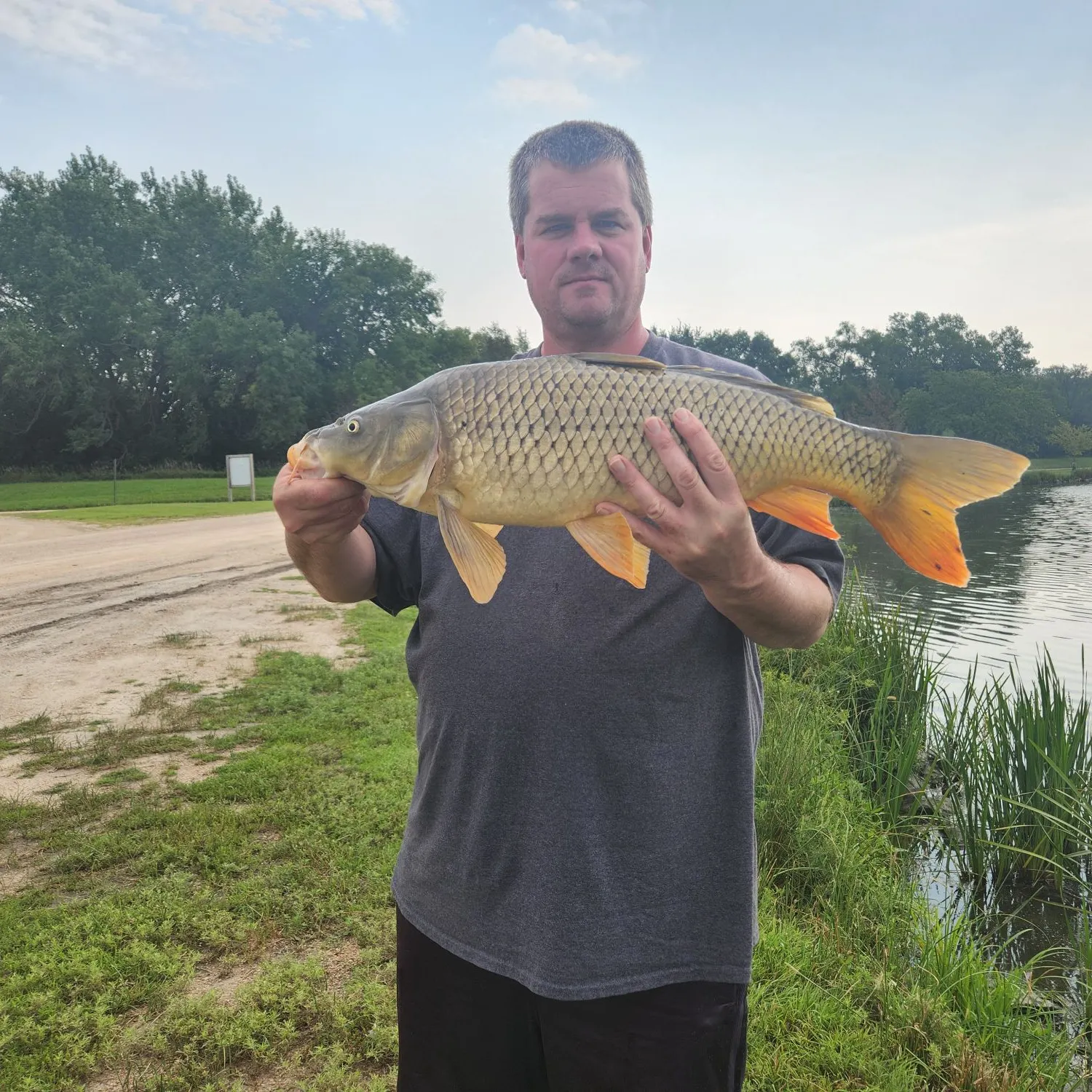 Common carp caught on Fishbrain