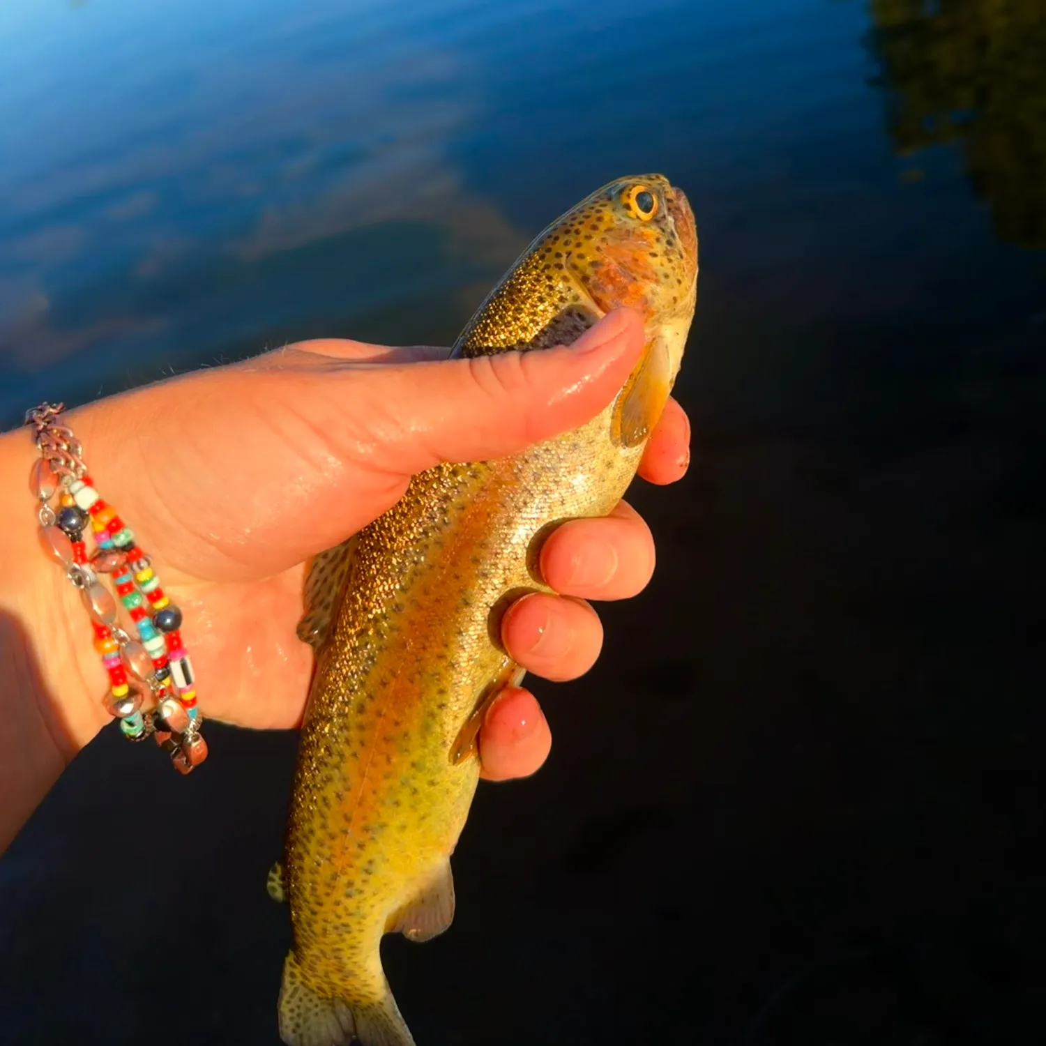 Rainbow trout caught on Fishbrain