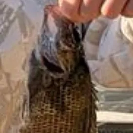 Rock bass caught on Fishbrain