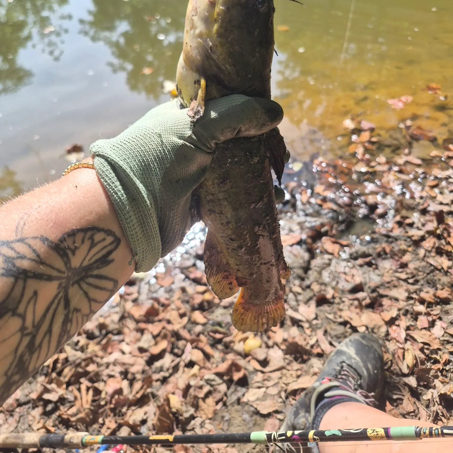 Yellow bullhead caught on Fishbrain