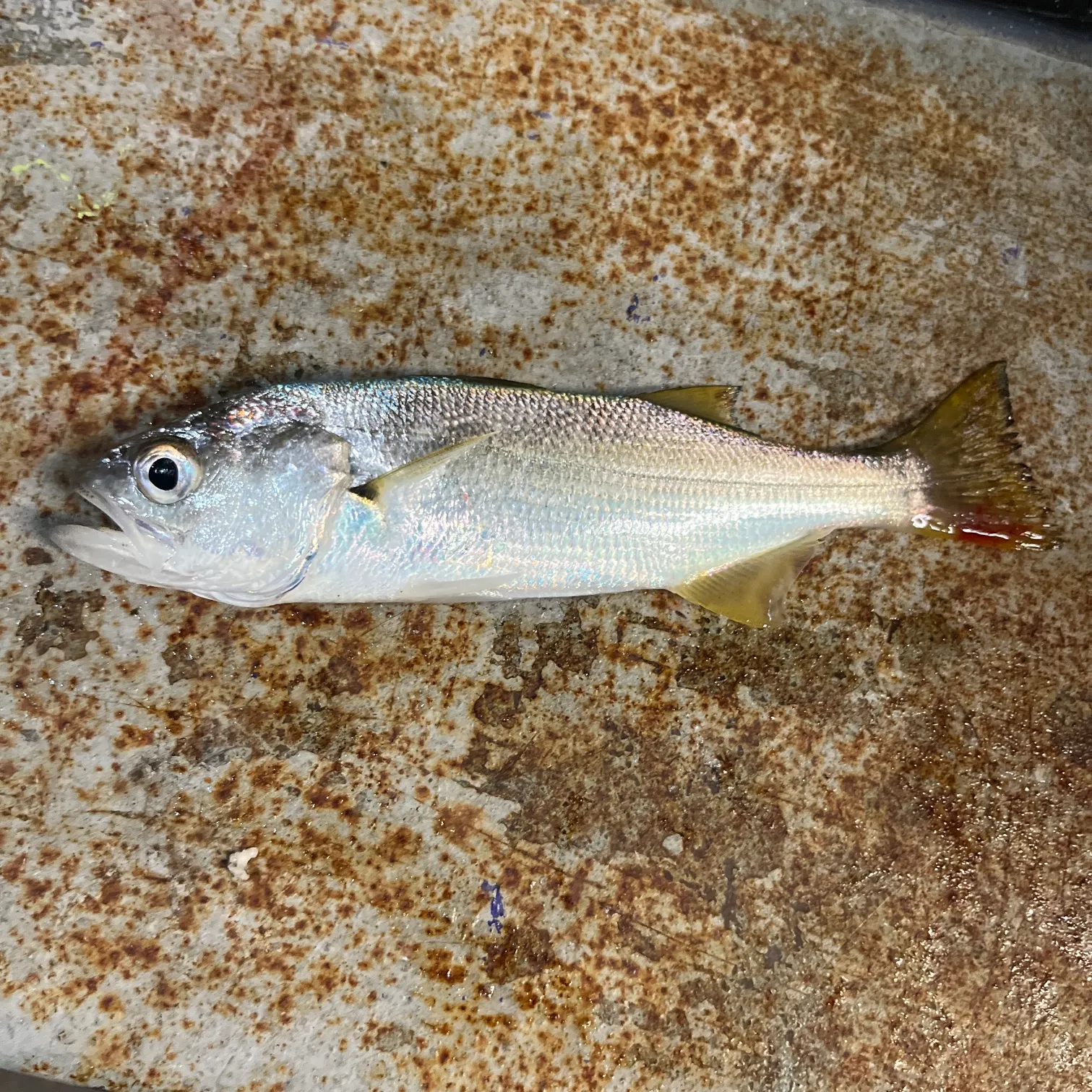 The most recent Queenfish catches on Fishbrain