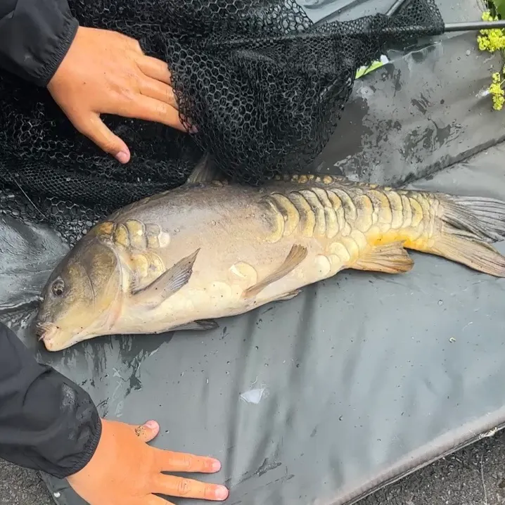 Mirror carp caught on Fishbrain