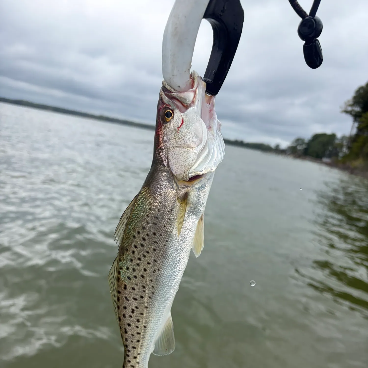 Spotted seatrout caught on Fishbrain