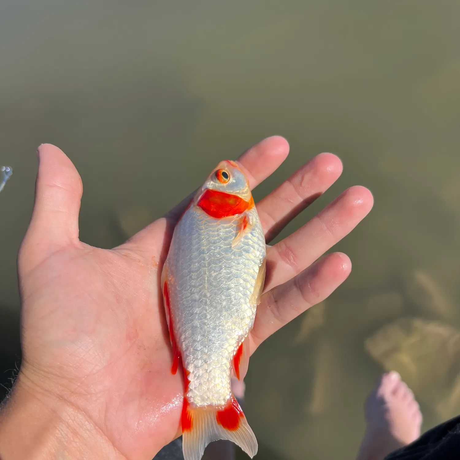 The most recent Goldfish catches on Fishbrain