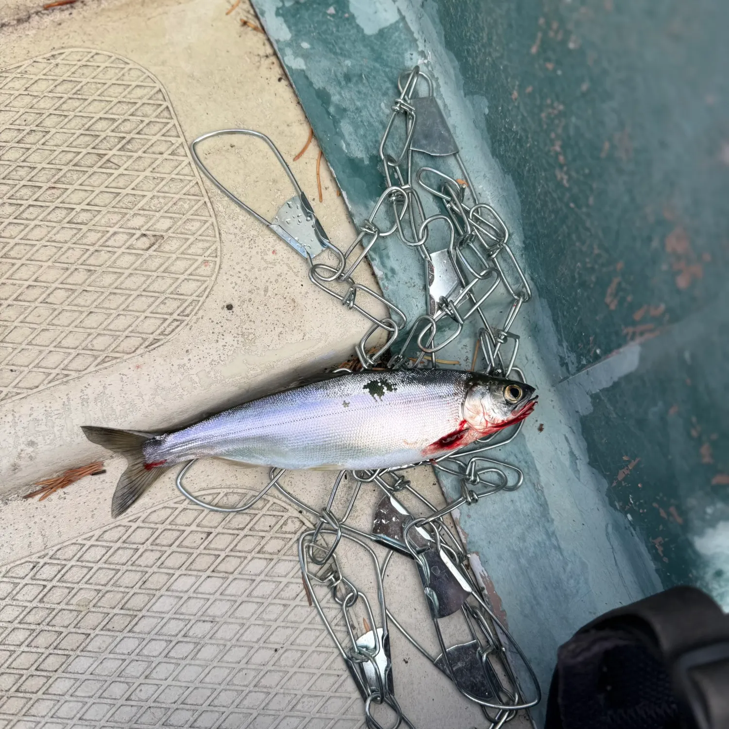Kokanee salmon caught on Fishbrain