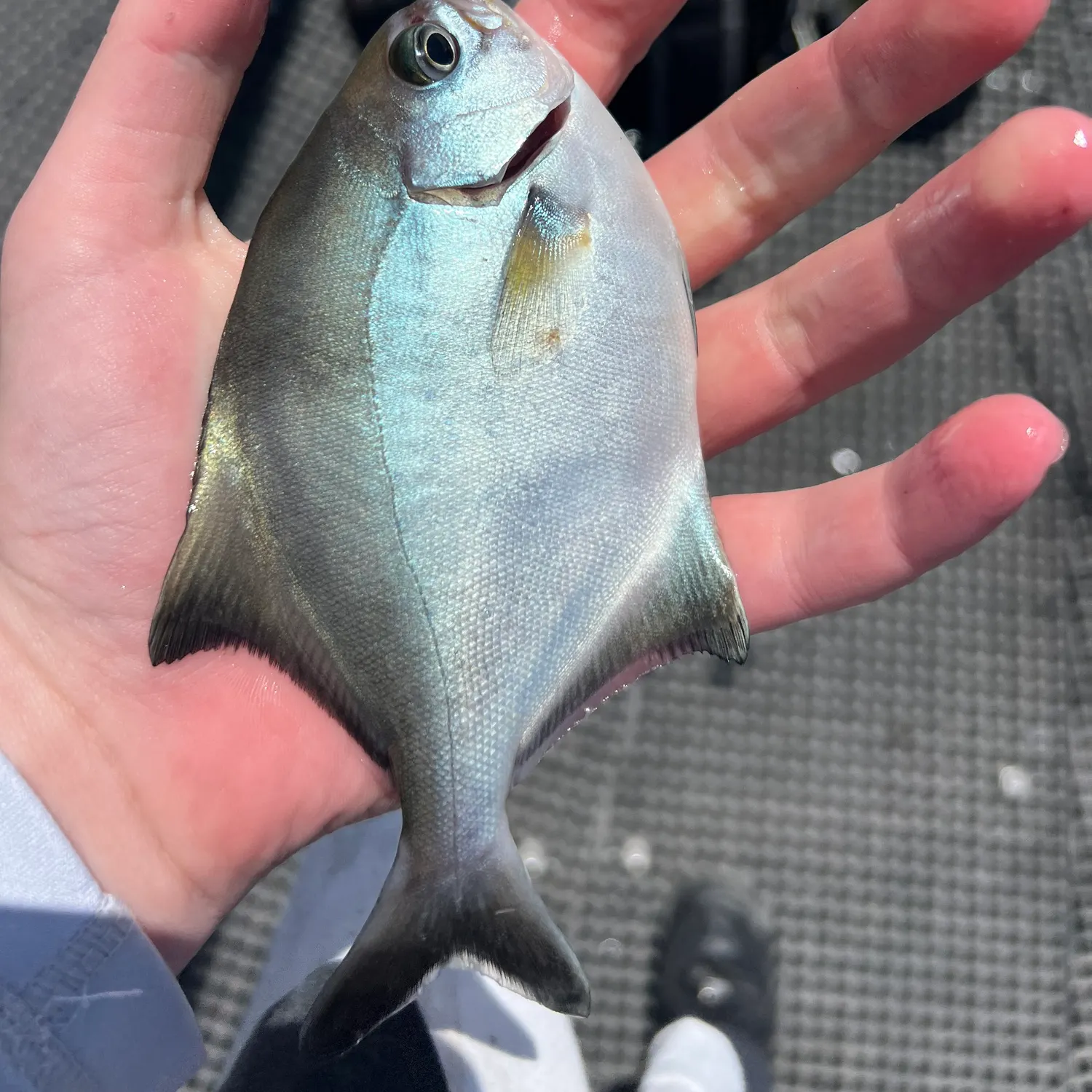 The most recent Rock flathead catches on Fishbrain