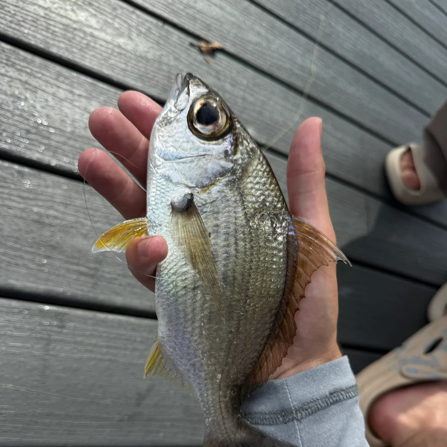 The most recent Yellowfin mojarra catches on Fishbrain