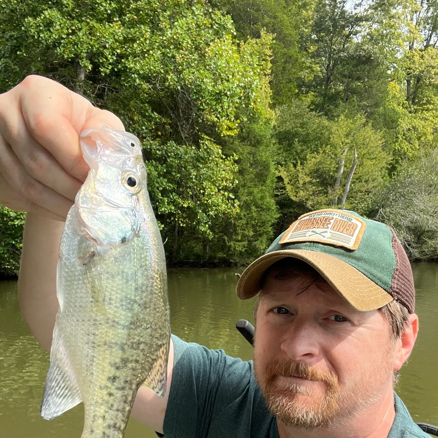 White crappie caught on Fishbrain