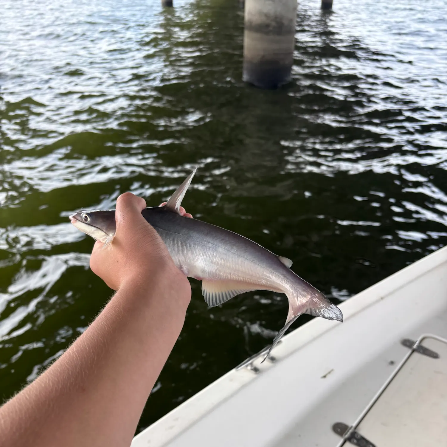 Blue catfish caught on Fishbrain