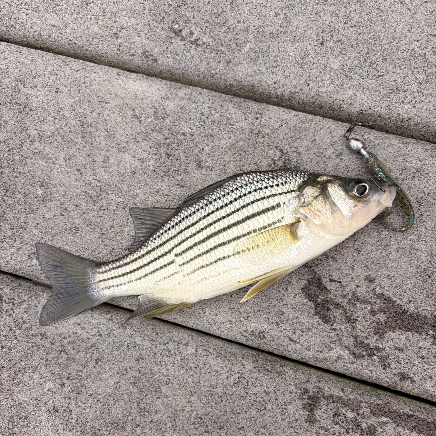Yellow bass caught on Fishbrain
