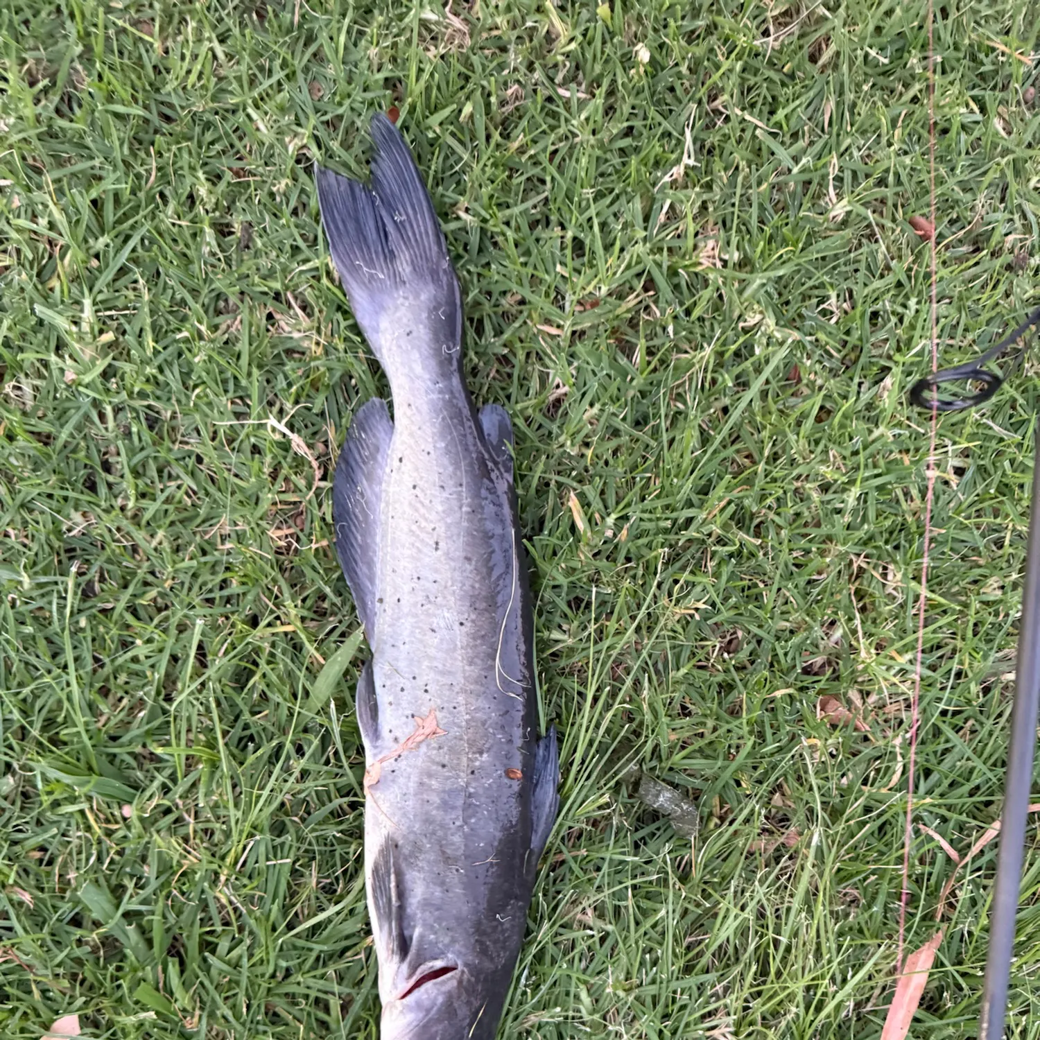 Channel catfish caught on Fishbrain