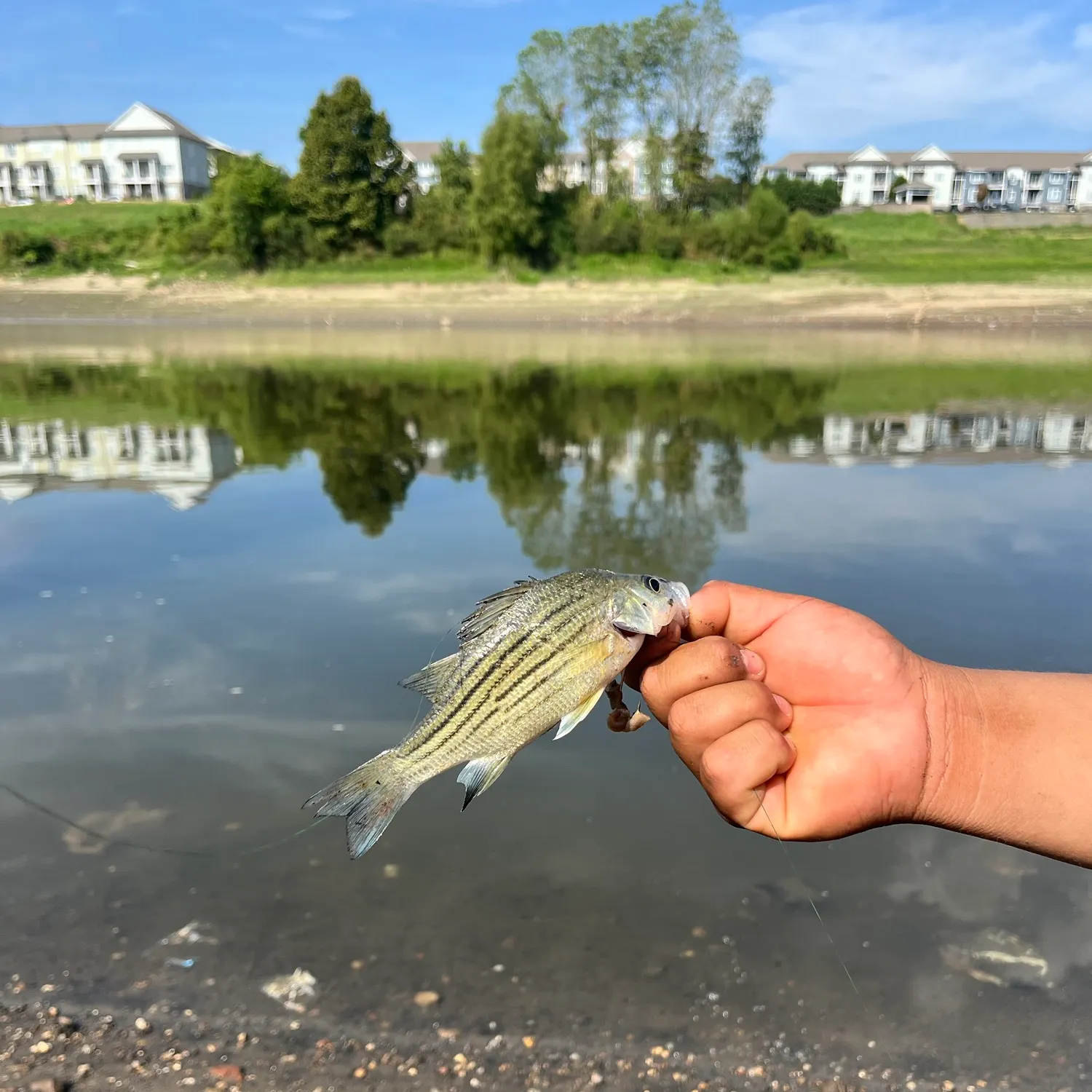 Yellow bass caught on Fishbrain