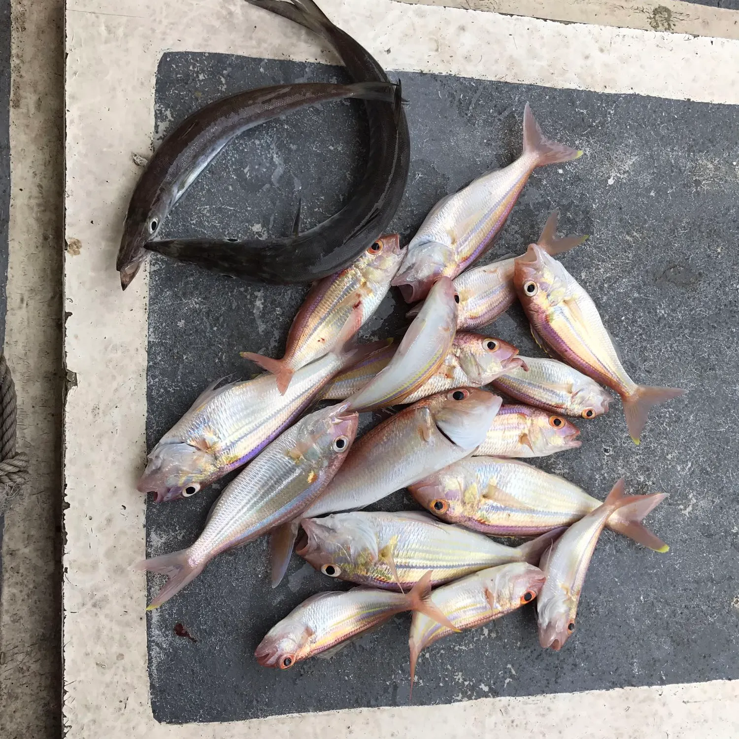 recently logged catches