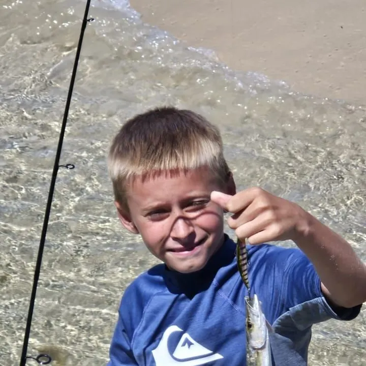 The most recent Yellowtail barracuda catches on Fishbrain