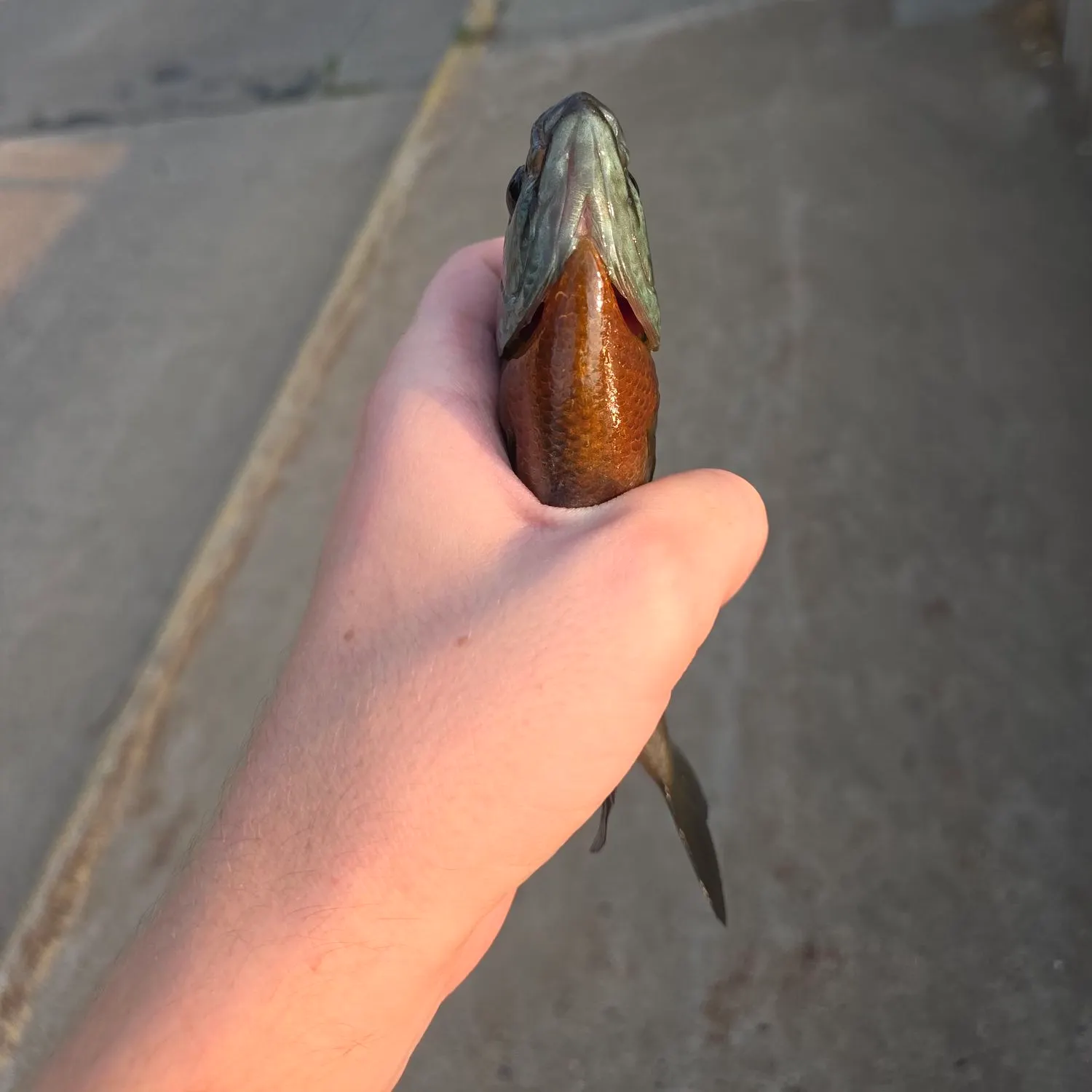 catch