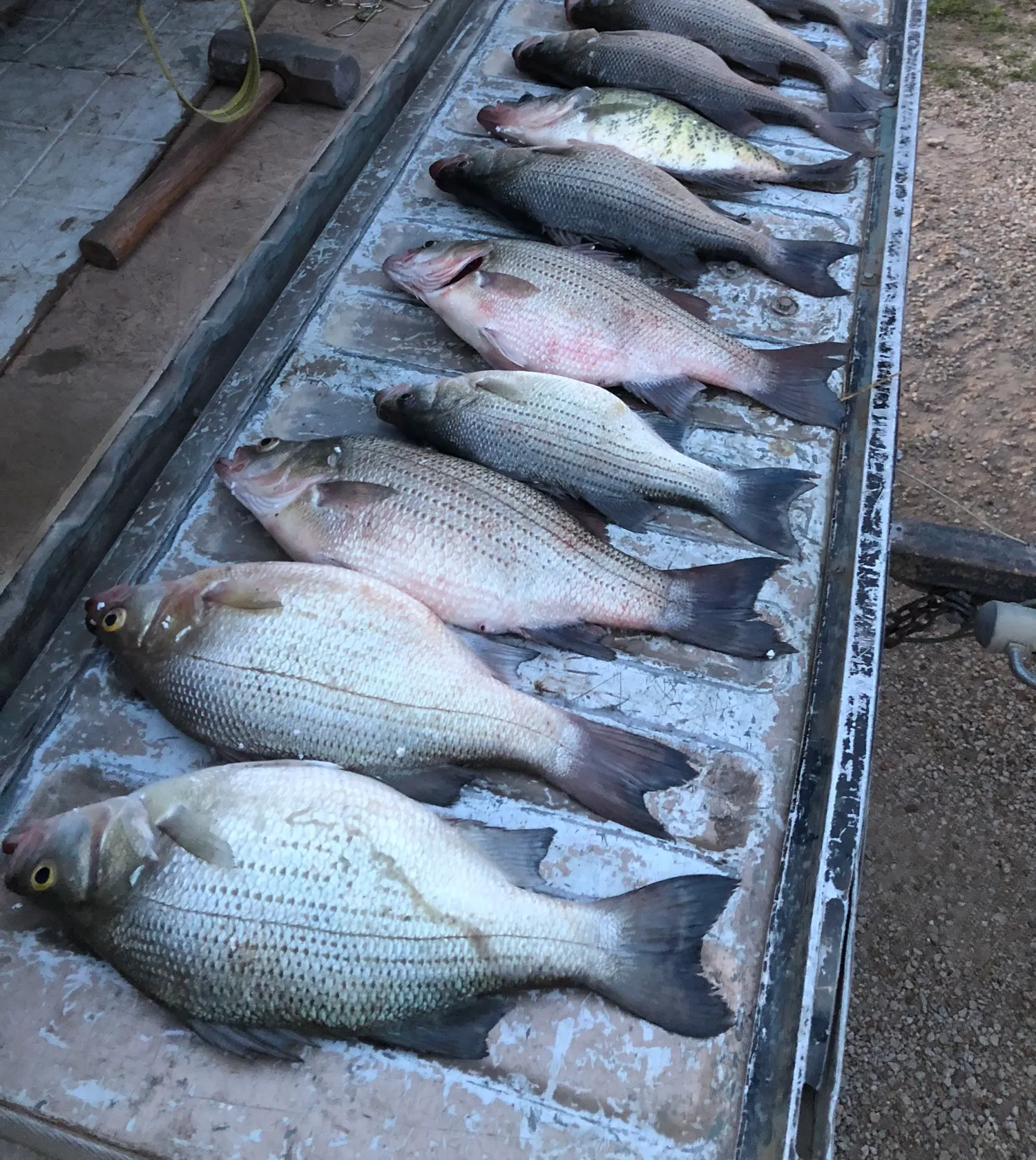 recently logged catches