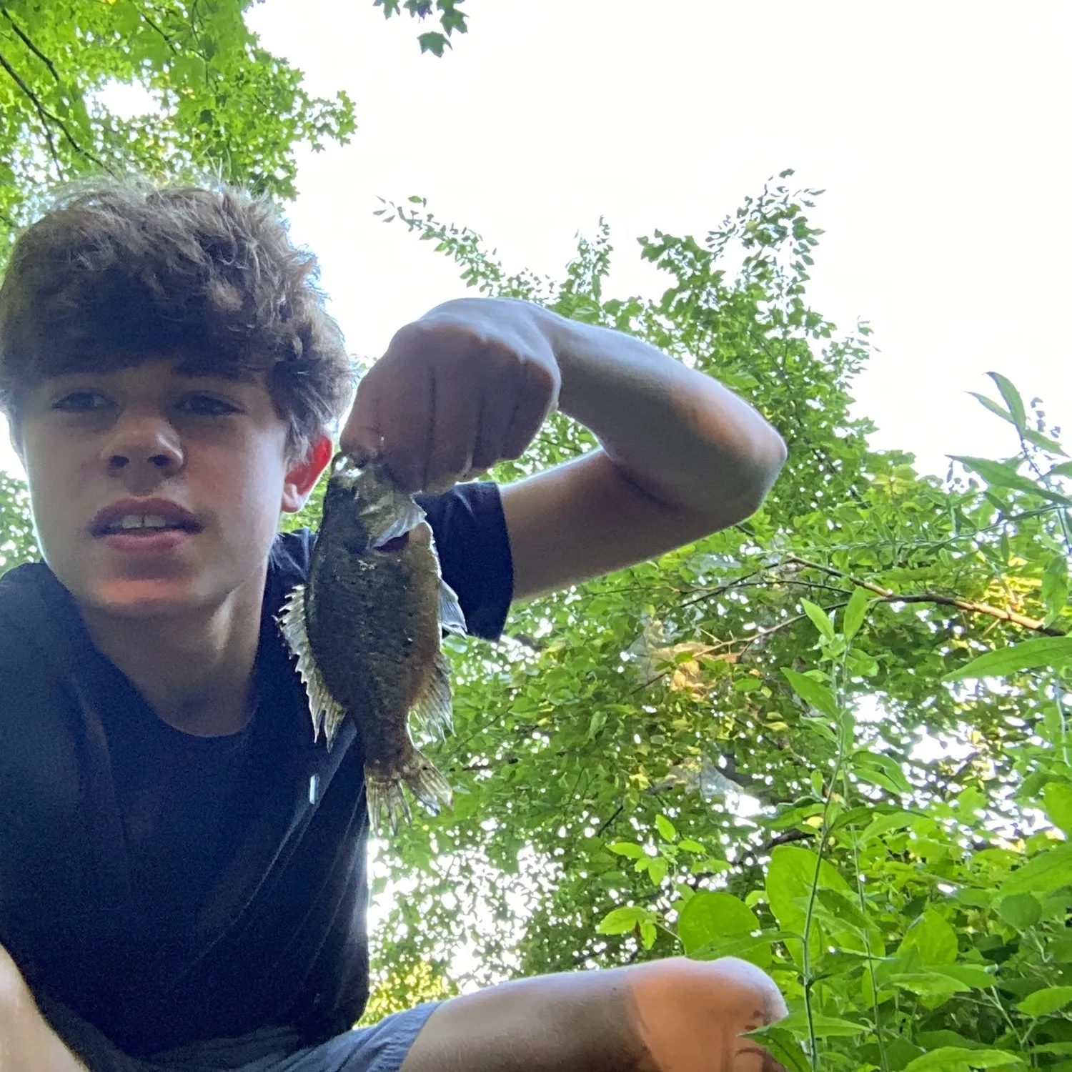 Green sunfish caught on Fishbrain