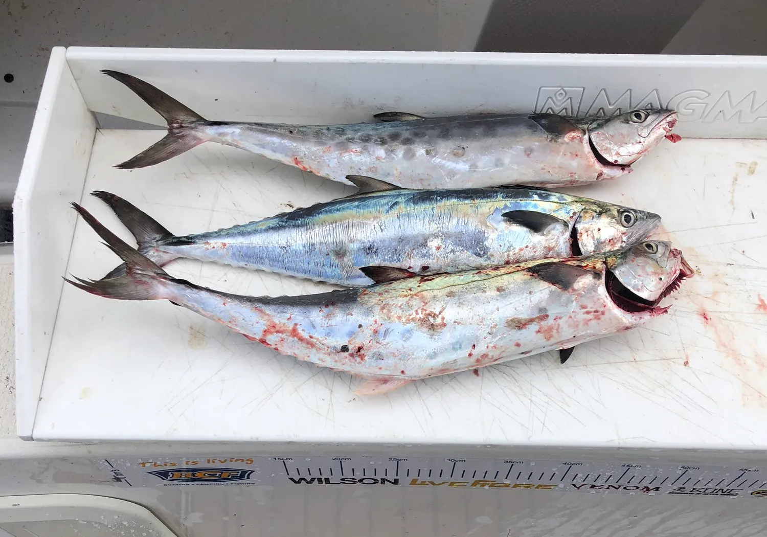 Queensland school mackerel